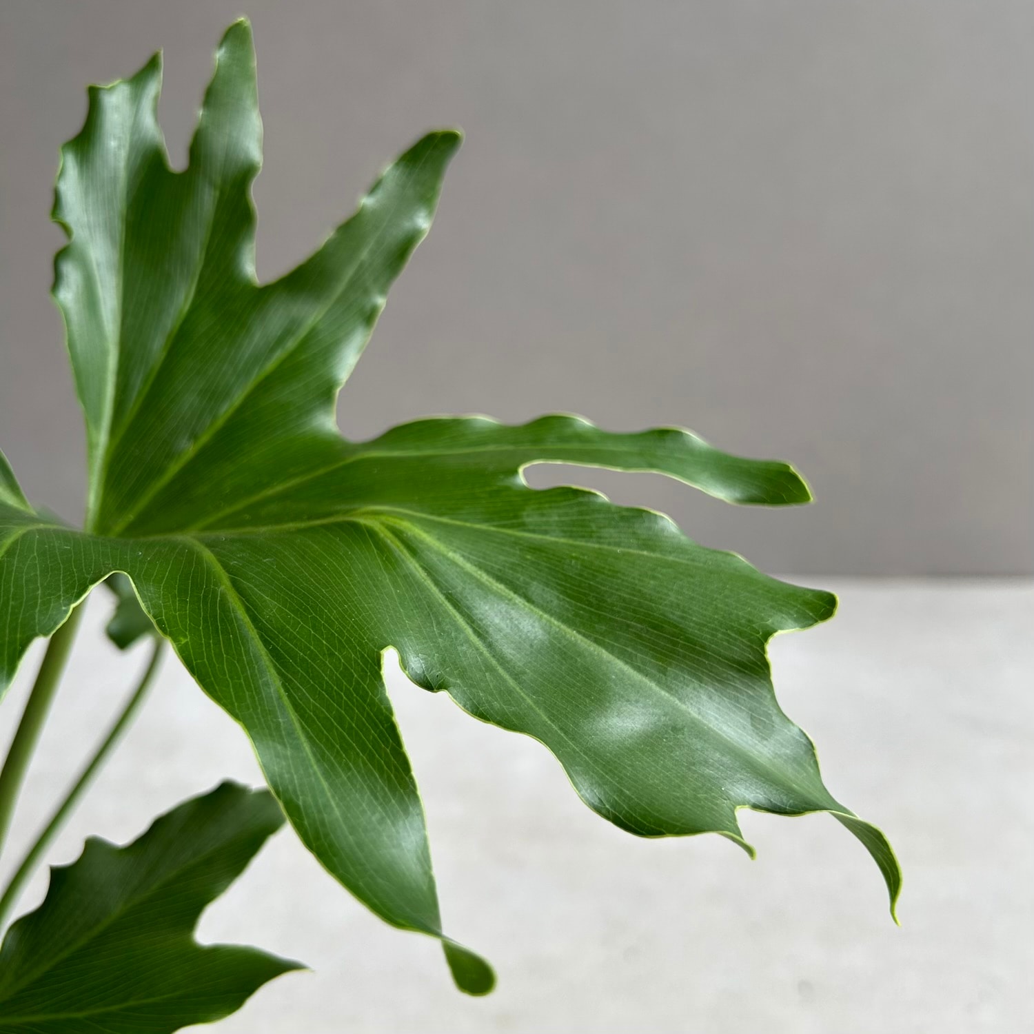 フィロデンドロン セローム｜ダイナミックな葉姿が魅力の人気観葉植物