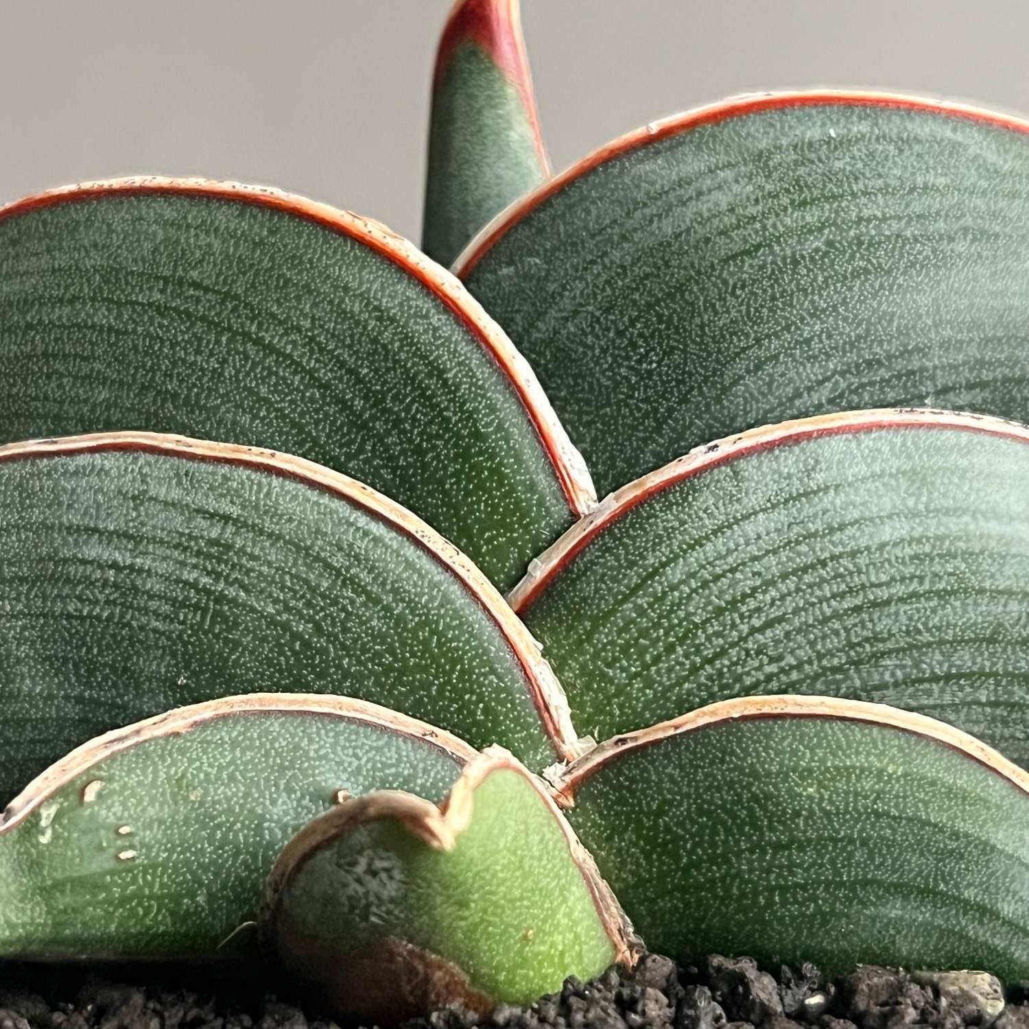 サンセベリア ロリダ Sansevieria rorida｜キングオブサンセベリア 