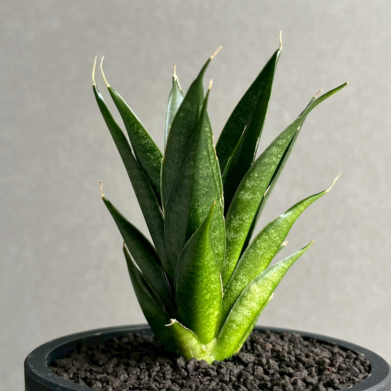 サンセベリア観賞用！ サンセベリア(サンスベリア) 龍神｜Sansevieria Ryujin レア 観葉植物
