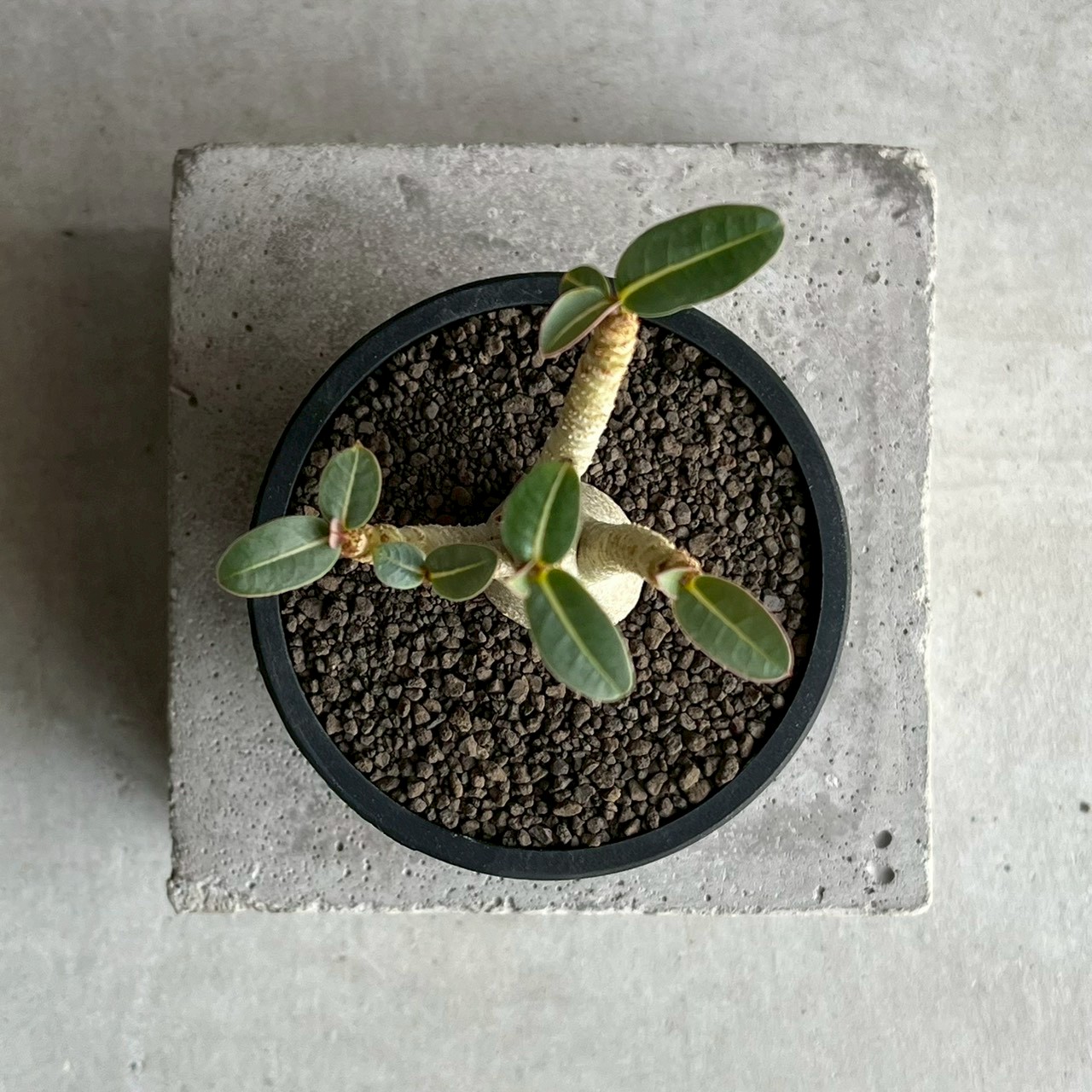 アデニウム アラビカム｜コンパクトで美しい樹形の塊根植物｜SHOUCHIKU-EN