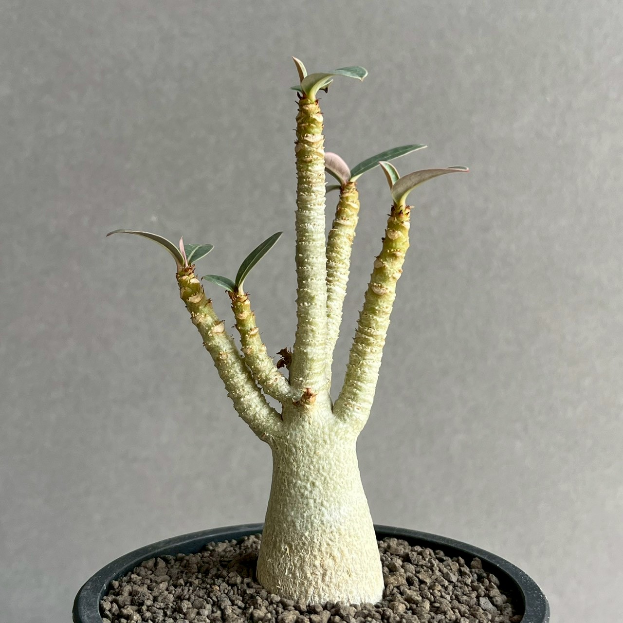 アデニウム アラビカム｜コンパクトで美しい樹形の塊根植物｜SHOUCHIKU-EN