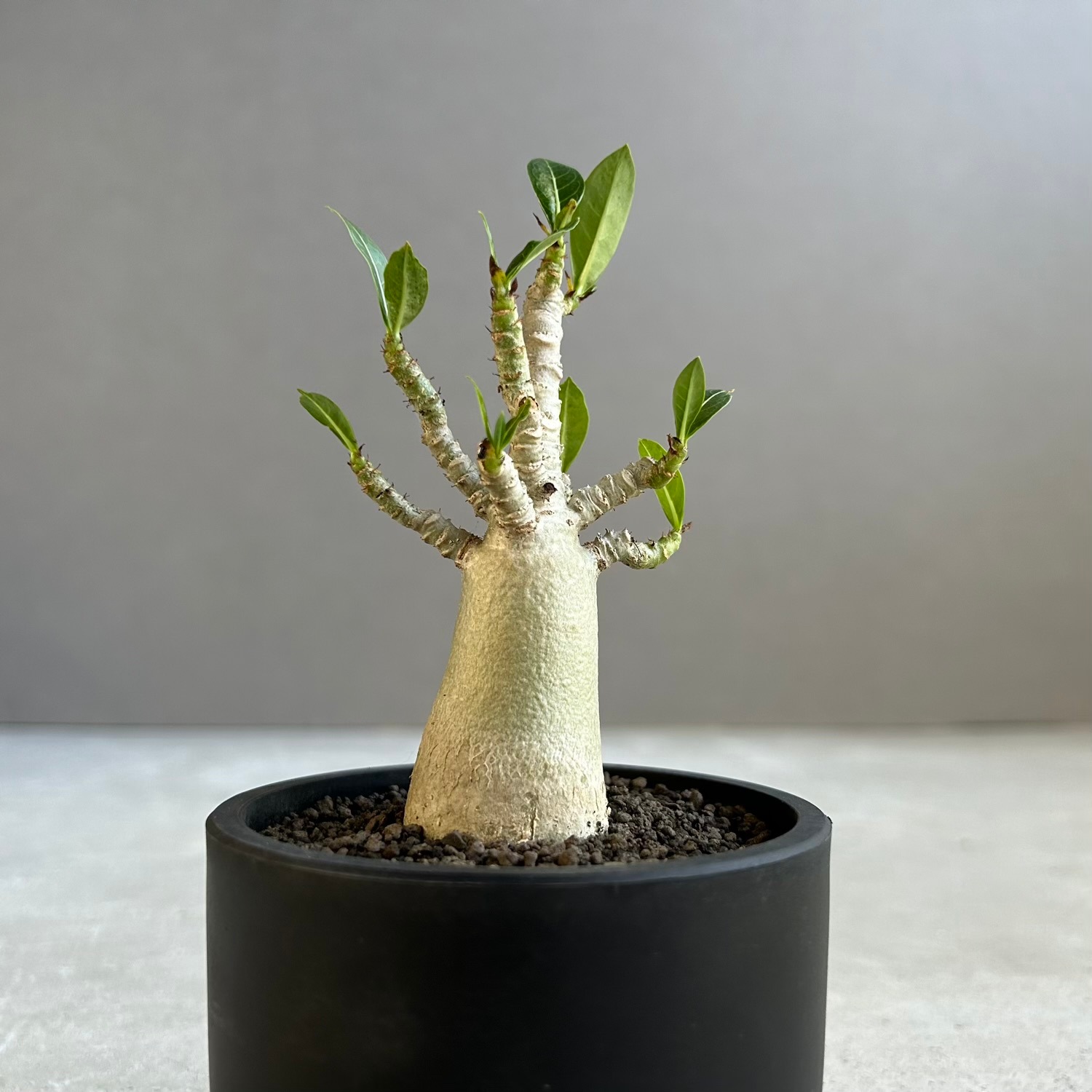 アデニウム アラビカム｜タイの育種家セレクトのコンパクトな塊根植物