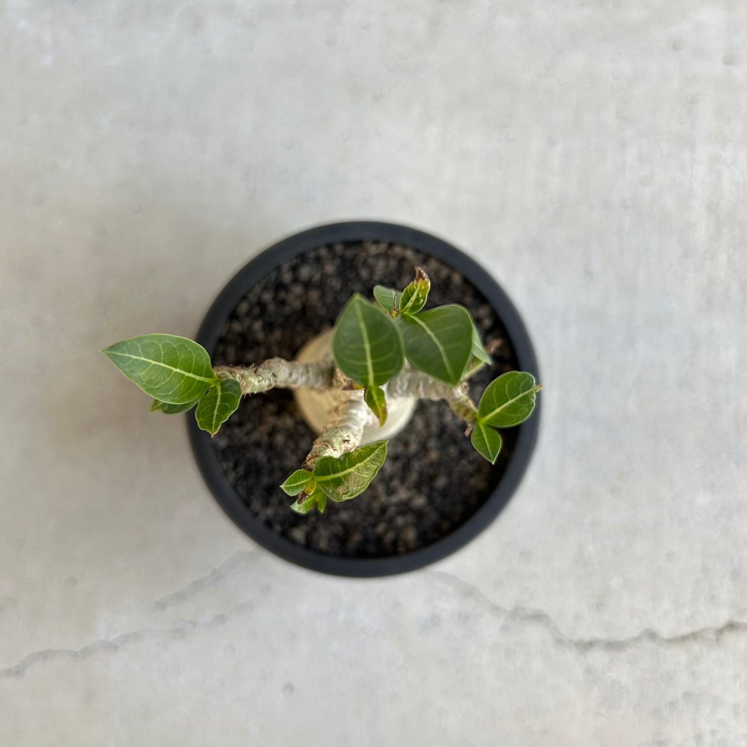 アデニウム アラビカム｜タイの育種家セレクトのコンパクトな塊根植物