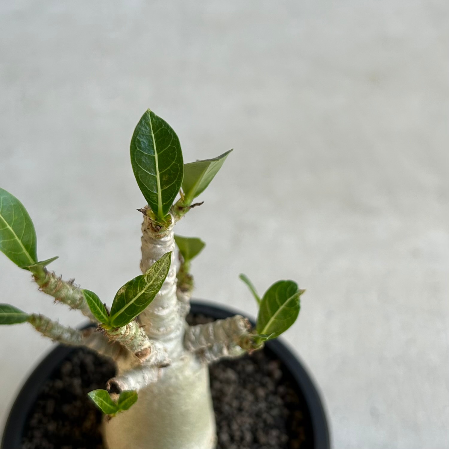 アデニウム アラビカム｜タイの育種家セレクトのコンパクトな塊根植物