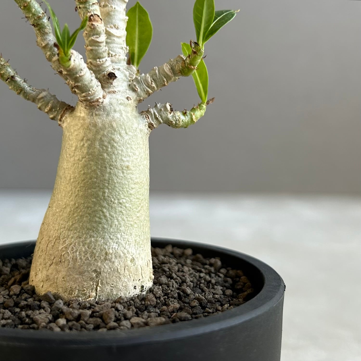 アデニウム アラビカム｜タイの育種家セレクトのコンパクトな塊根植物