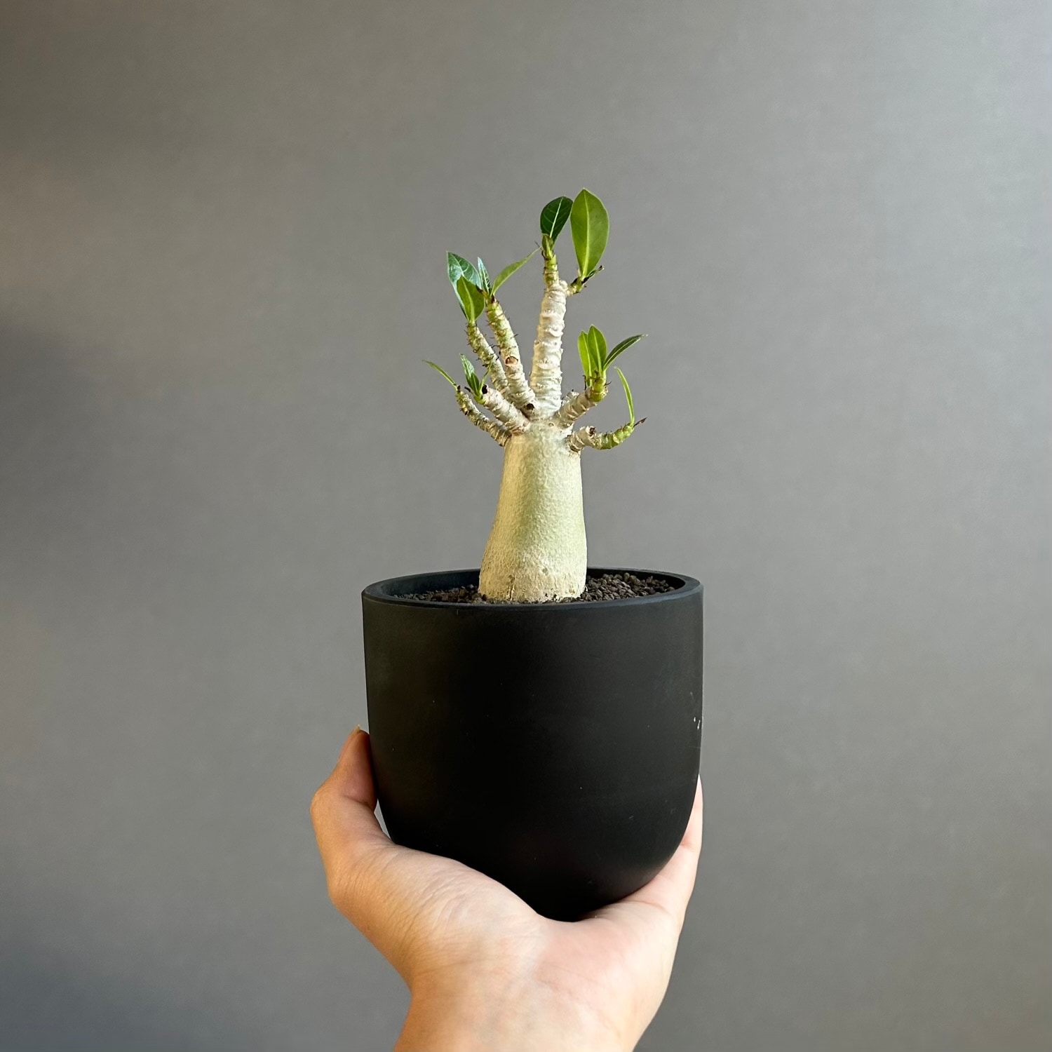 アデニウム アラビカム｜タイの育種家セレクトのコンパクトな塊根植物