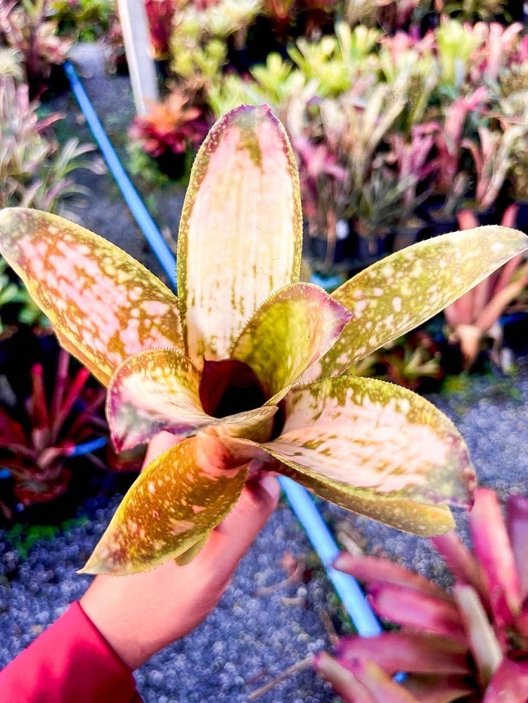 Billbergia 'Celtic Queen'｜ビルベルギアの一株｜SHOUCHIKU-EN