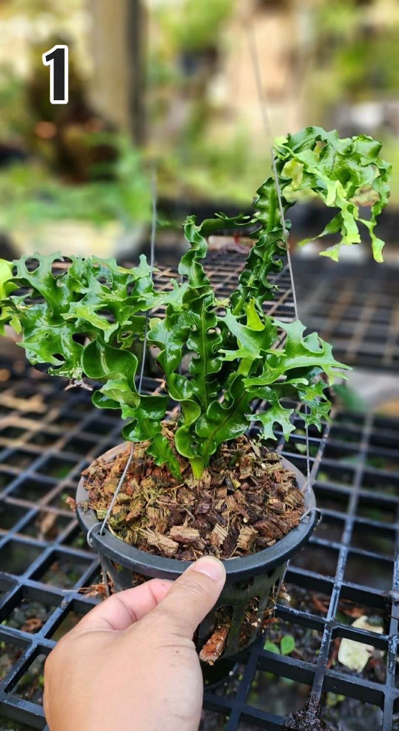 ミクロソリウム スプリングテール Microsorum punctatum cv. Spring