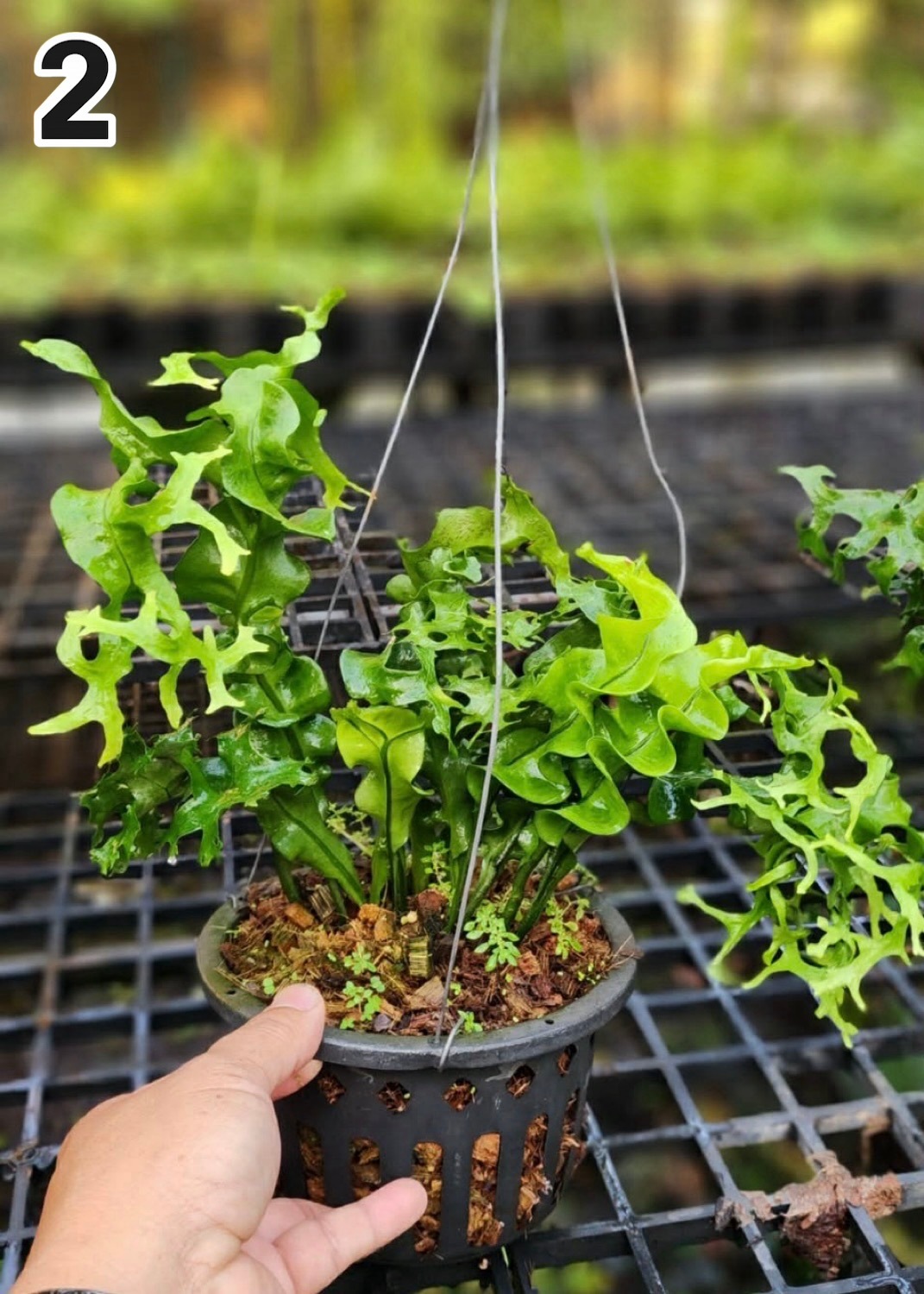 ミクロソリウム スプリングテール Microsorum punctatum cv. Spring