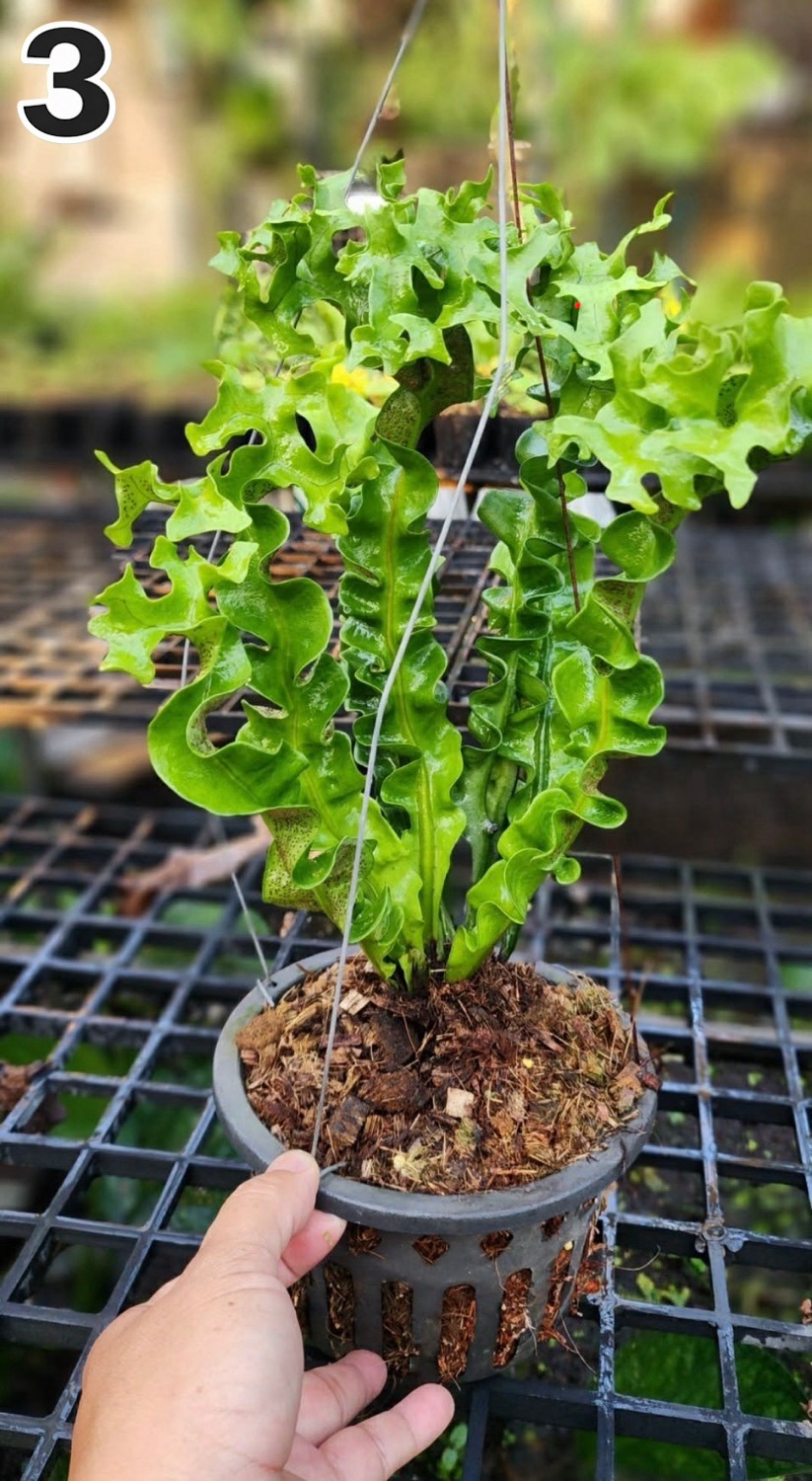 ミクロソリウム スプリングテール Microsorum punctatum cv. Spring
