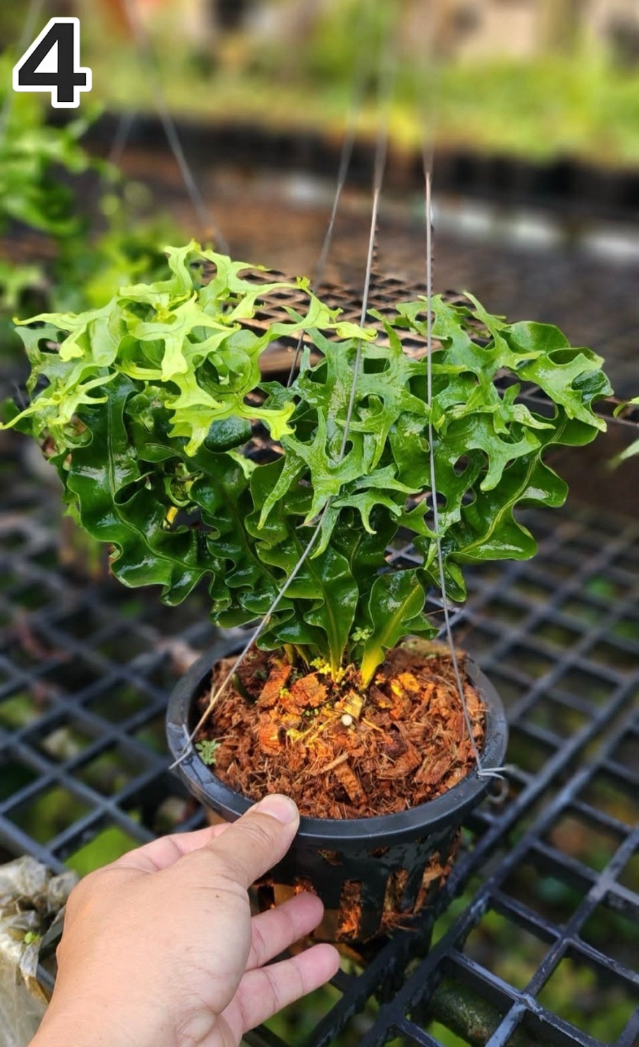 ミクロソリウム スプリングテール Microsorum punctatum cv. Spring