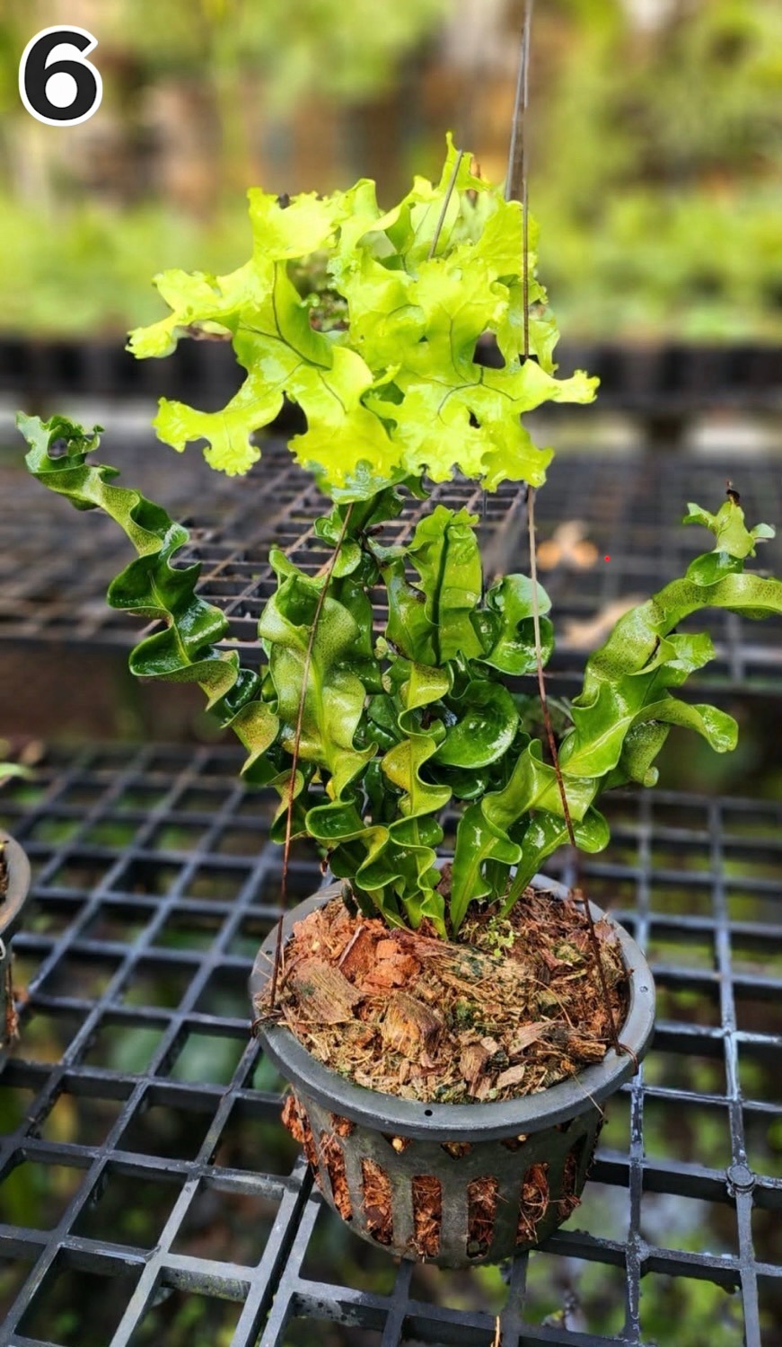 オススメ✨Microsorum sp 'Fireworks’ ミクロソリウム 黄 Microsorum sp 'Fireworks' ミクロソリウム 黄 観葉植物