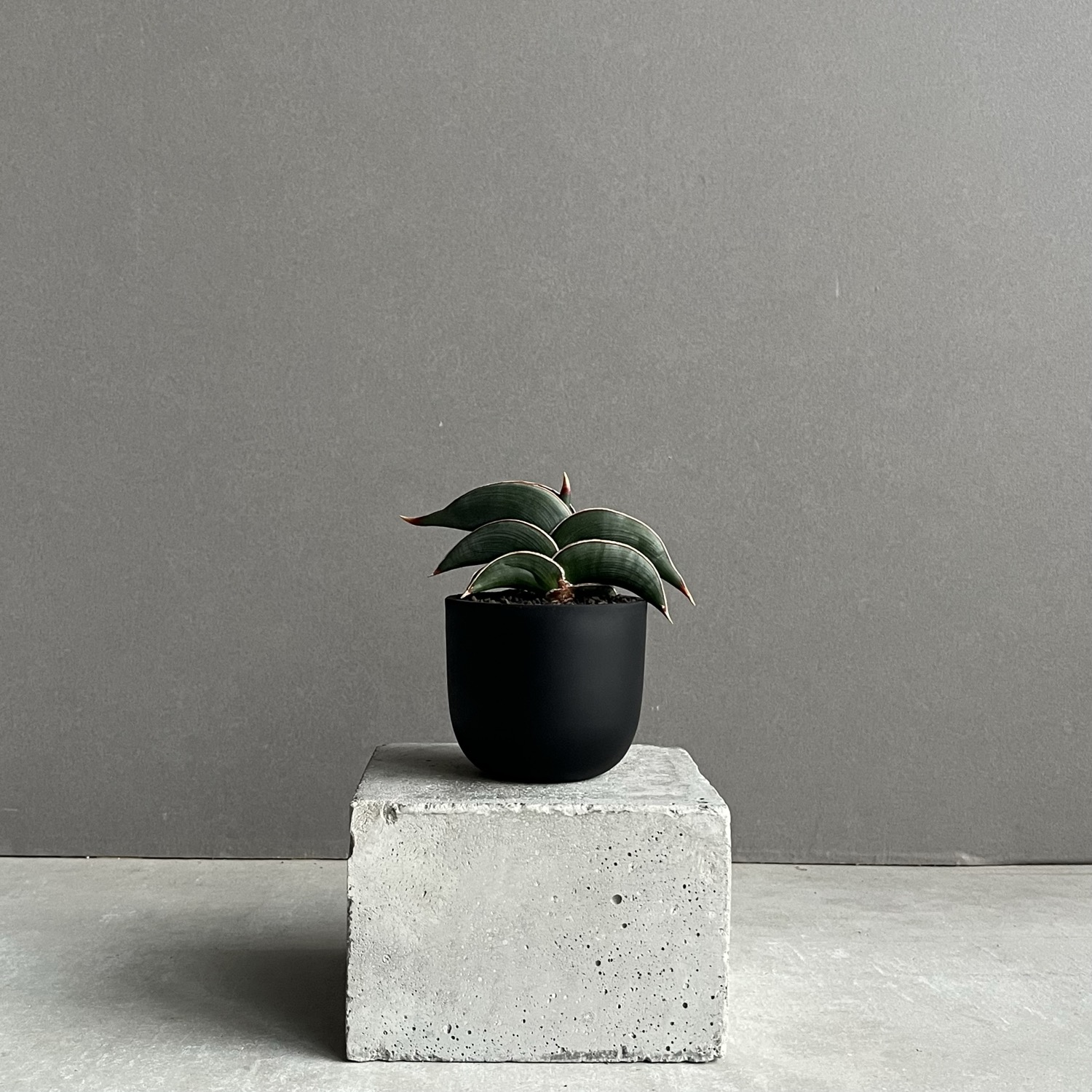 サンセベリア ロリダ Sansevieria rorida｜キングオブサンセベリア