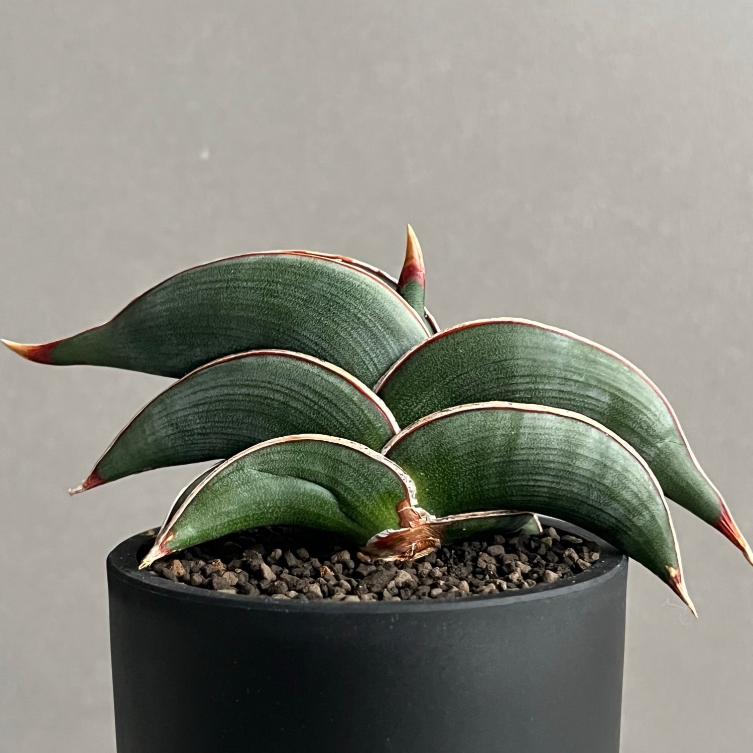 サンセベリア　ロリダ 園芸ネット本店｜サンセベリア：ロリダ 3号スクエア鉢植え の通販【公式】