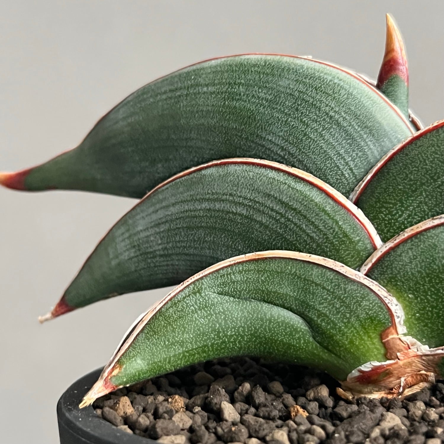 サンセベリア ロリダ Sansevieria rorida｜キングオブサンセベリア