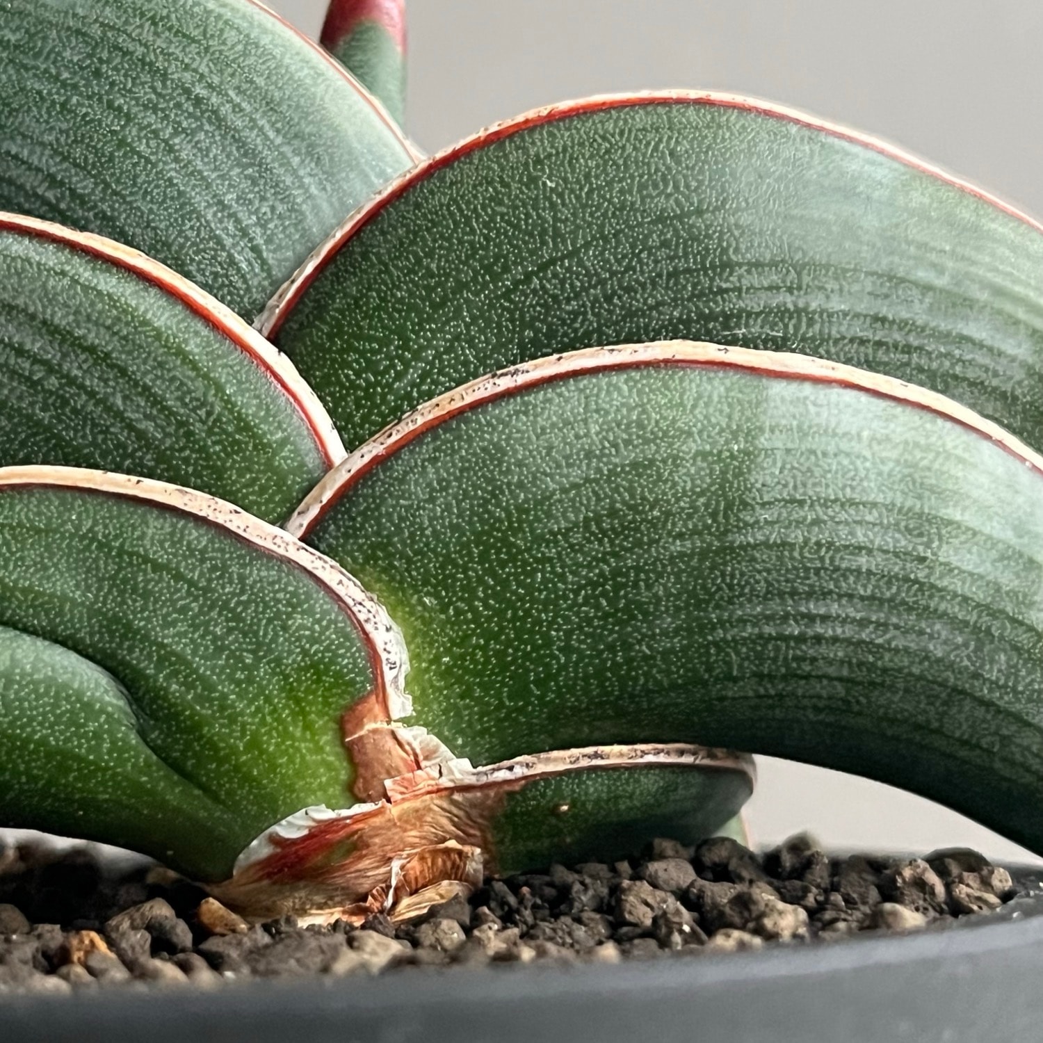サンセベリア ロリダ Sansevieria rorida｜キングオブサンセベリア