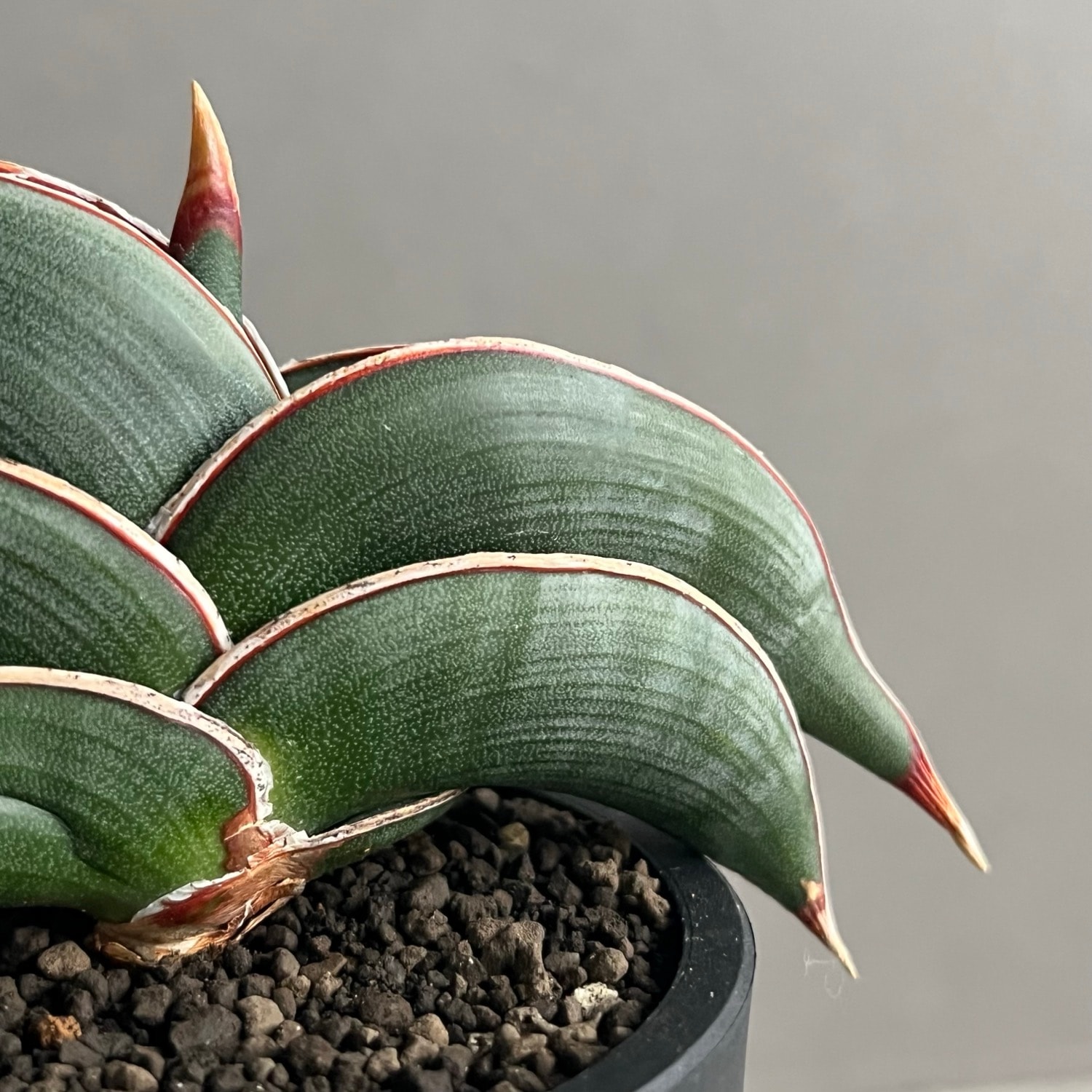 サンセベリア ロリダ Sansevieria rorida｜キングオブサンセベリア