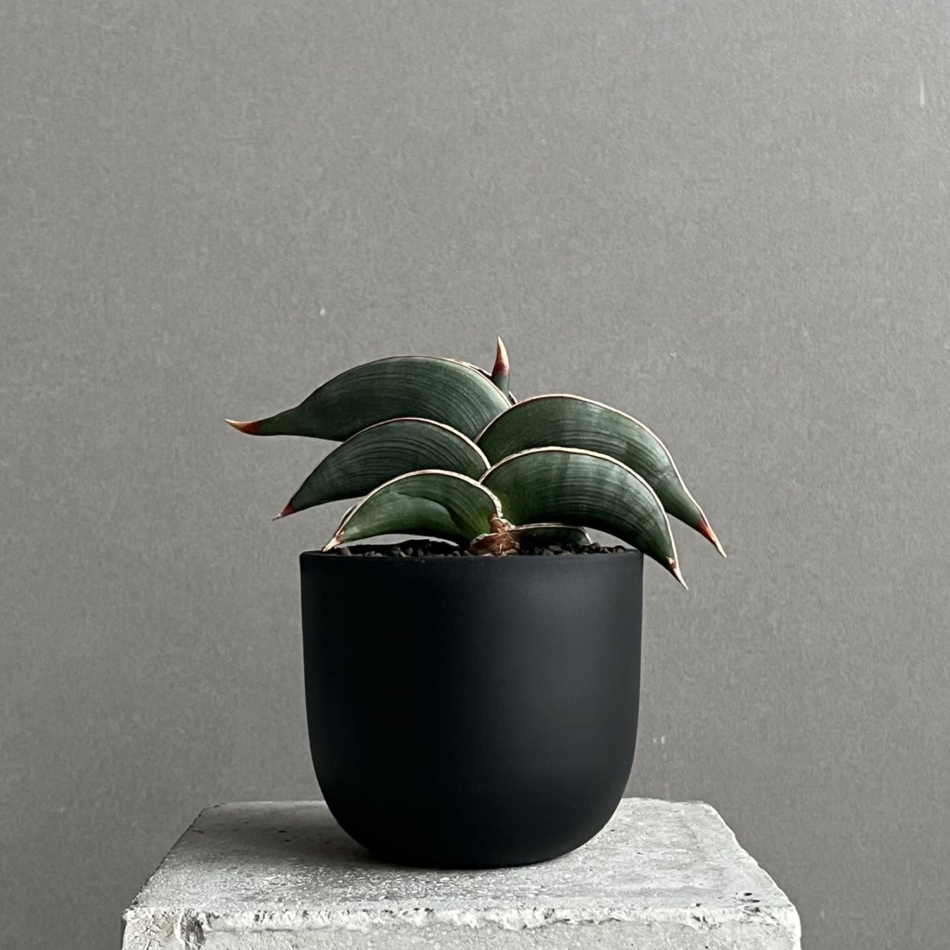 サンセベリア ロリダ Sansevieria rorida｜キングオブサンセベリア