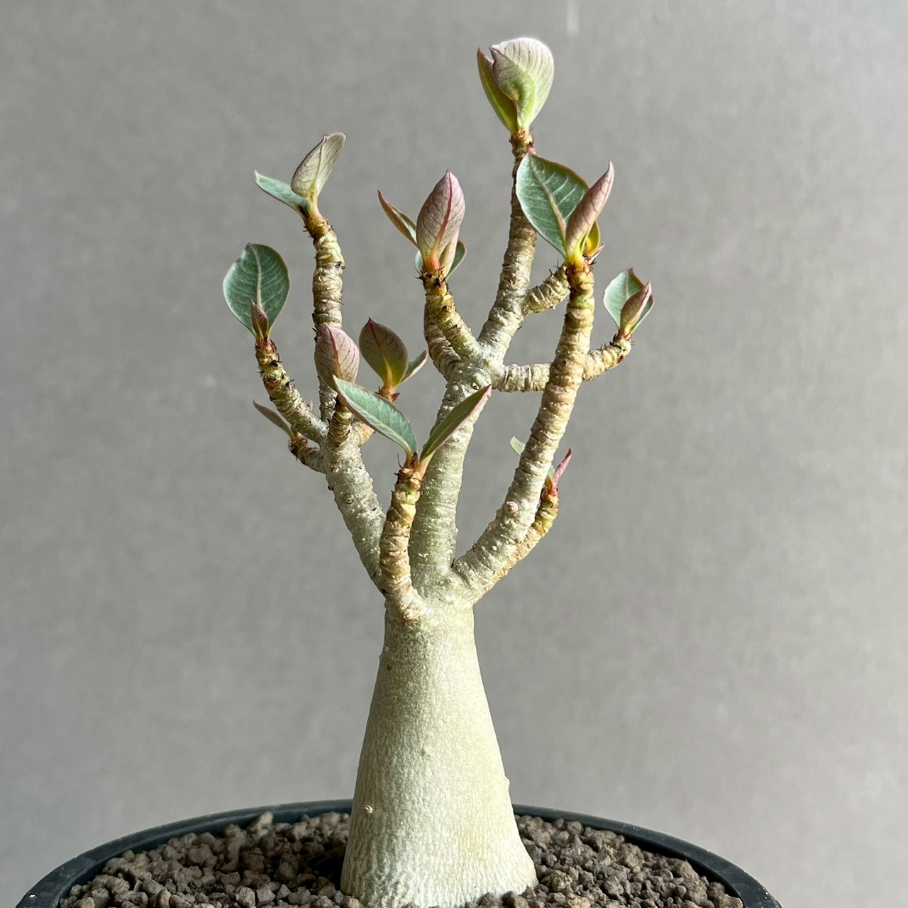 アデニウム アラビカム｜コンパクトで美しい樹形の塊根植物｜SHOUCHIKU-EN