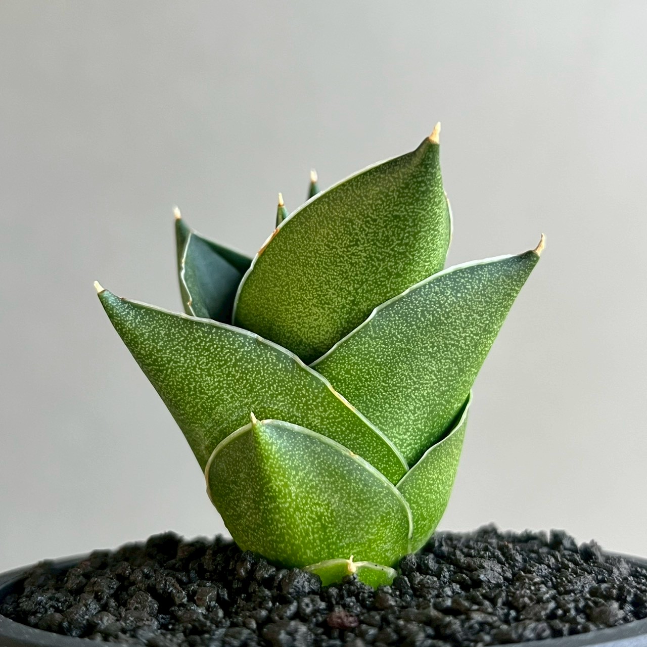 サンセベリア エスプレッソ Sansevieria Espresso｜アンヤマニー