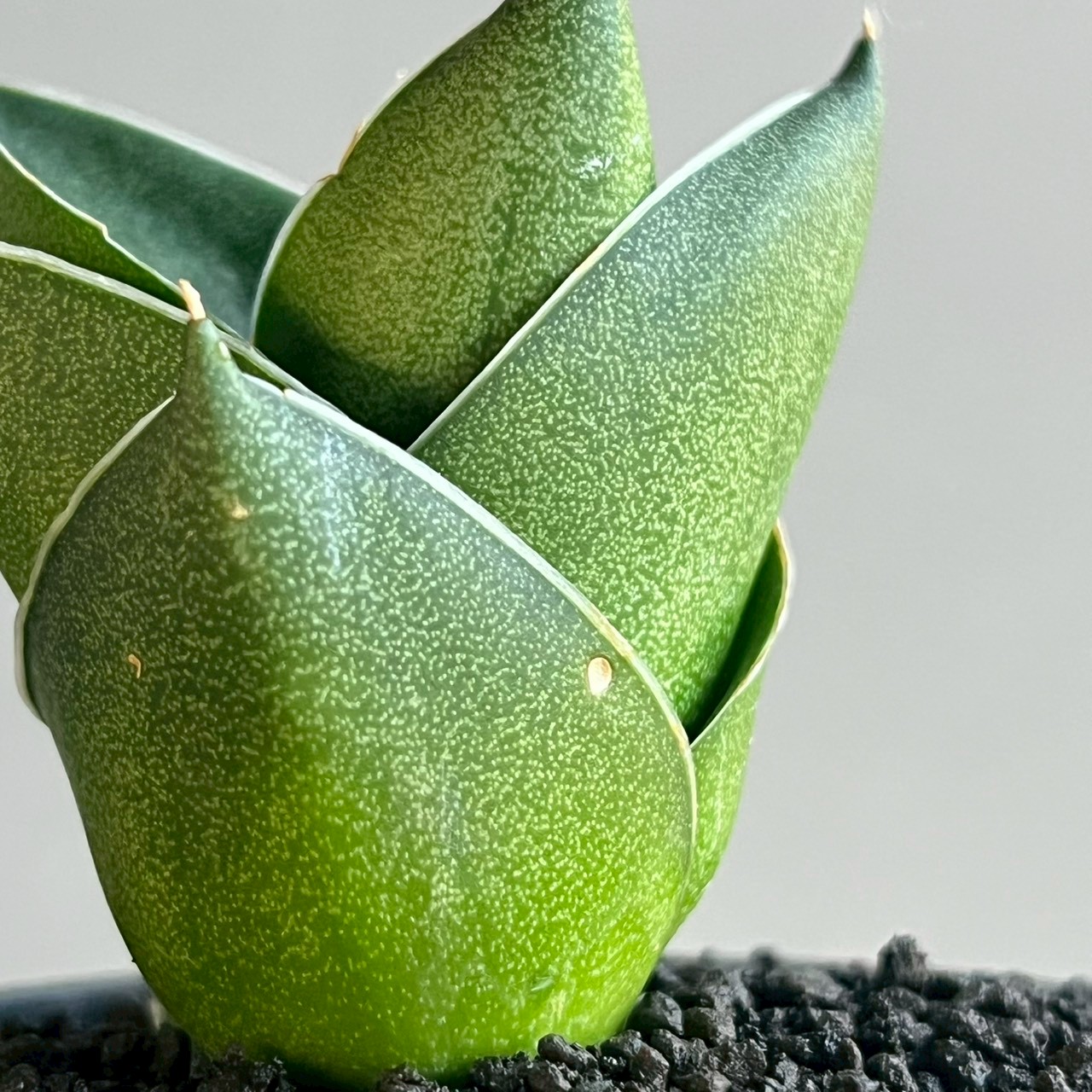 サンセベリア エスプレッソ Sansevieria Espresso｜アンヤマニー