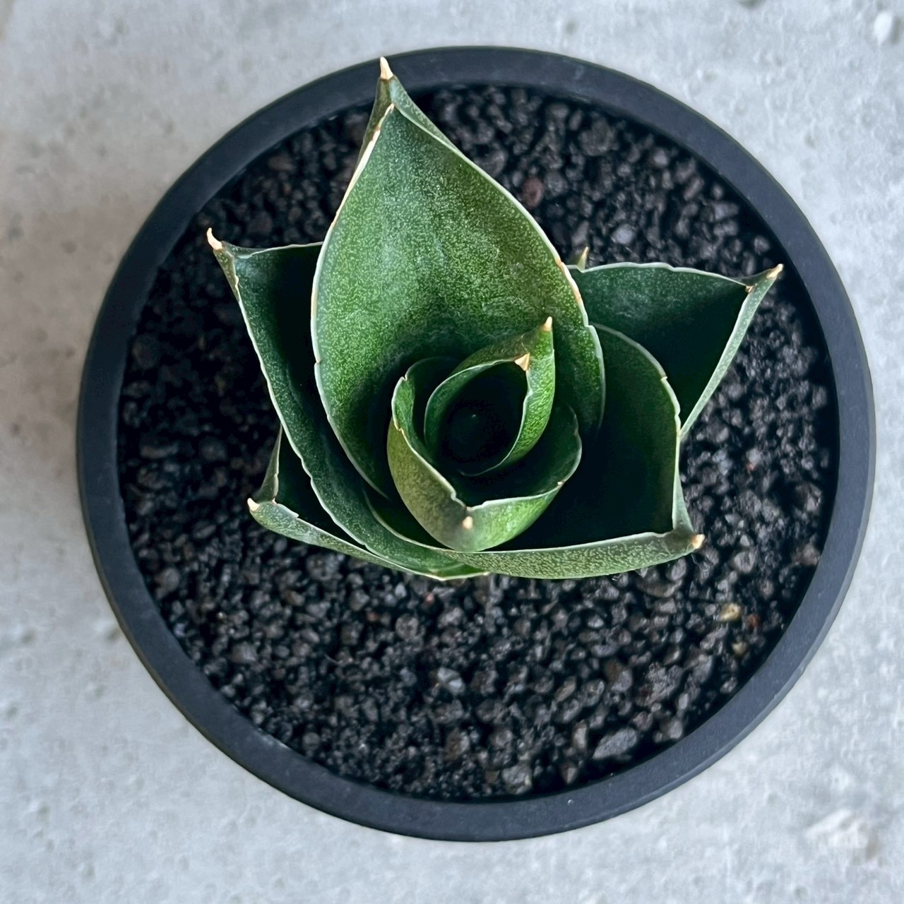サンセベリア エスプレッソ Sansevieria Espresso｜アンヤマニー