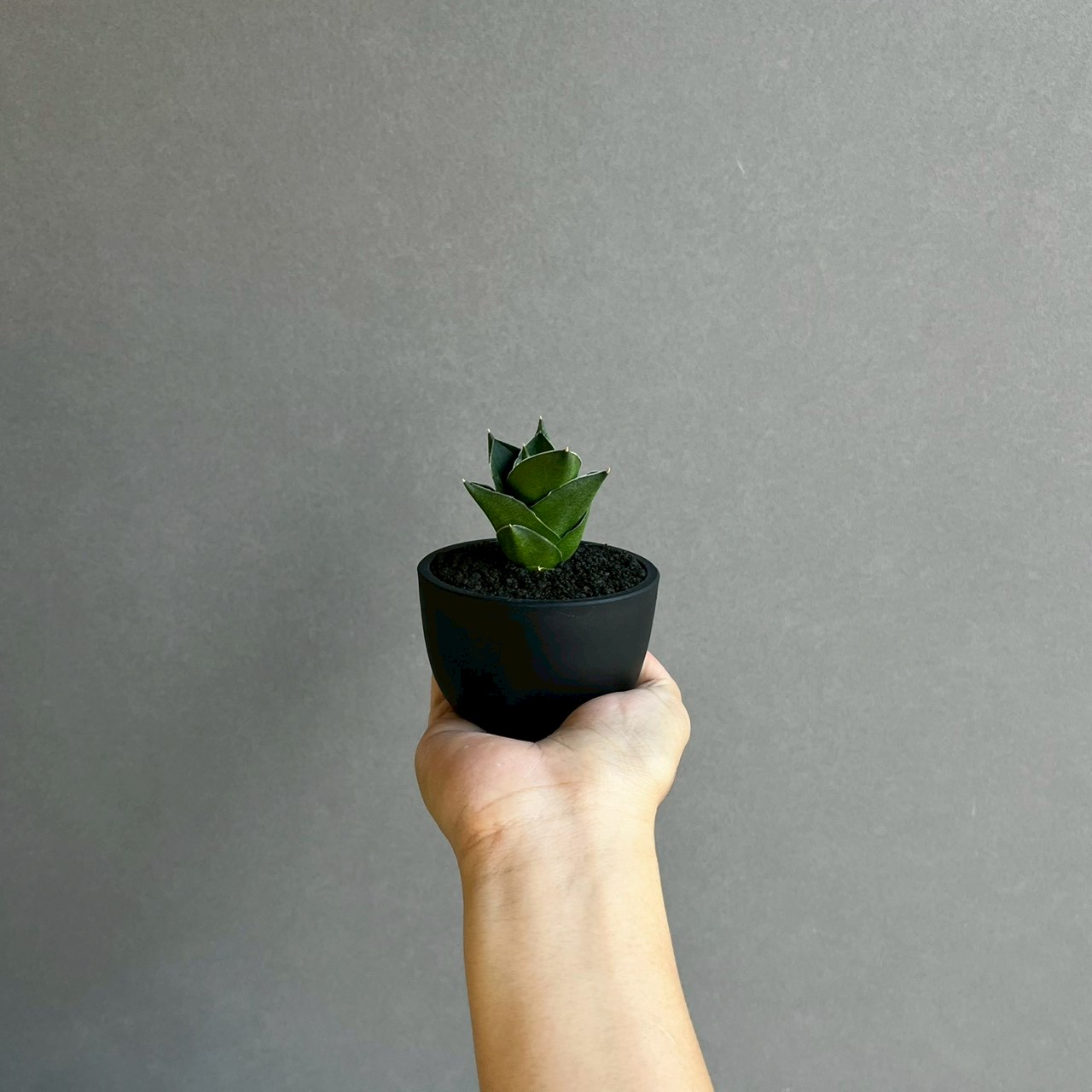 サンセベリア エスプレッソ Sansevieria Espresso｜アンヤマニー