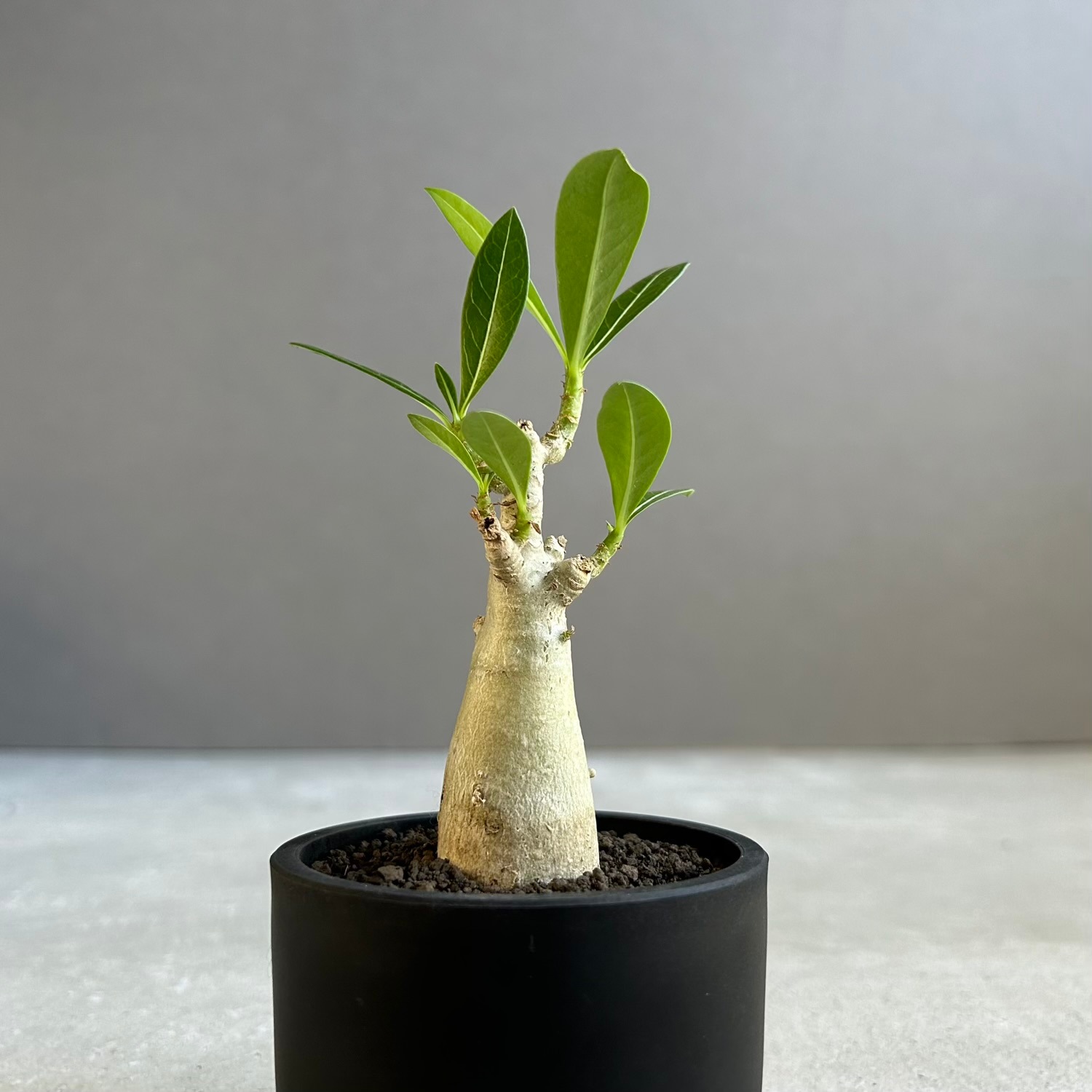 アデニウム アラビカム｜タイの育種家セレクトのコンパクトな塊根植物