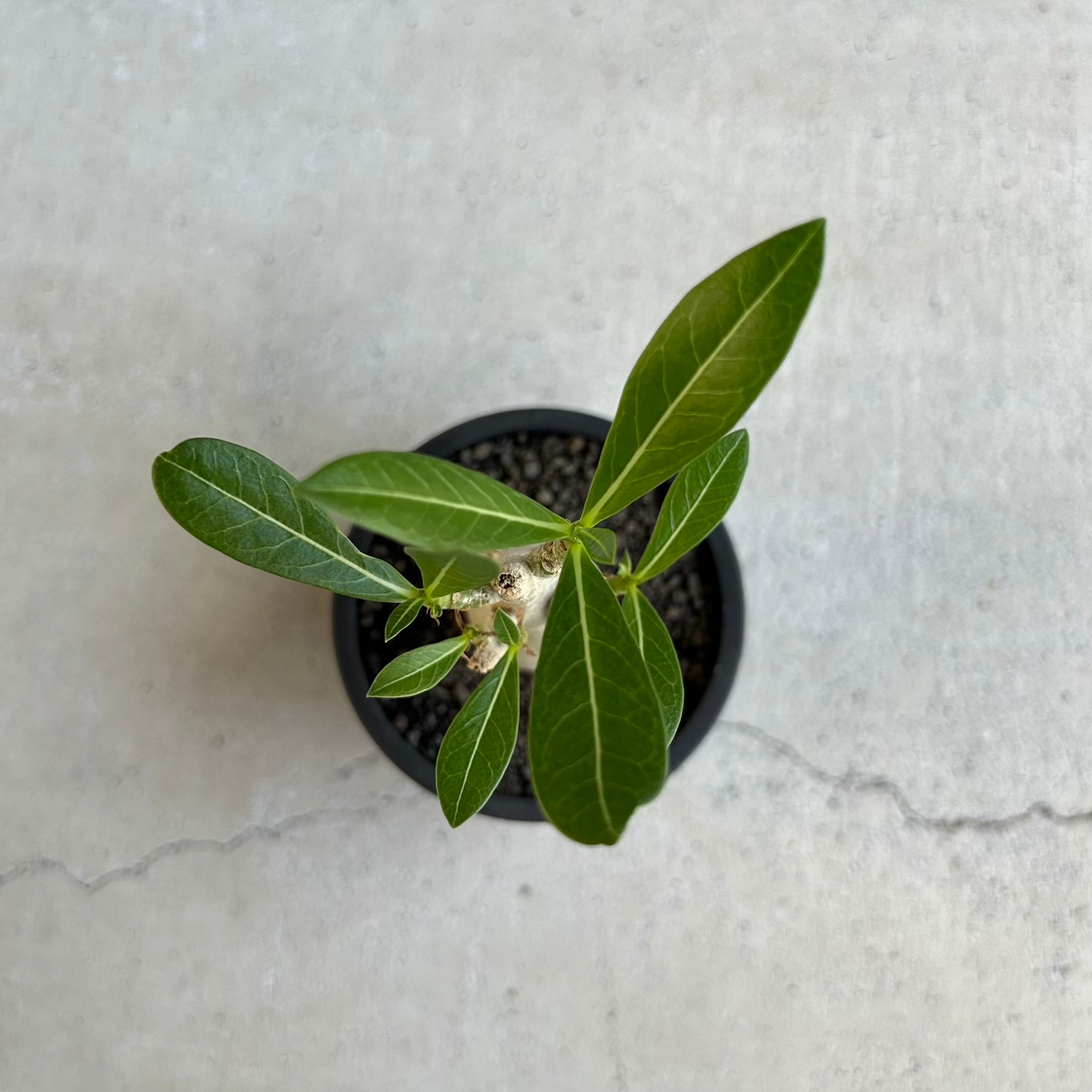 アデニウム アラビカム｜タイの育種家セレクトのコンパクトな塊根植物