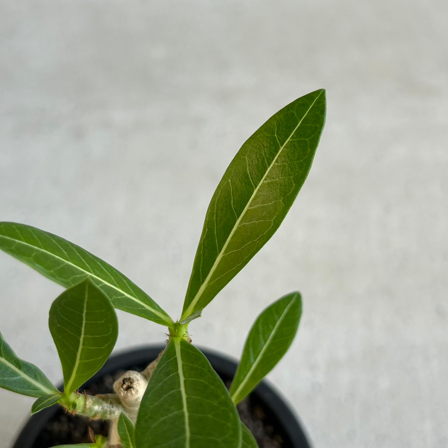 アデニウム アラビカム｜タイの育種家セレクトのコンパクトな塊根植物
