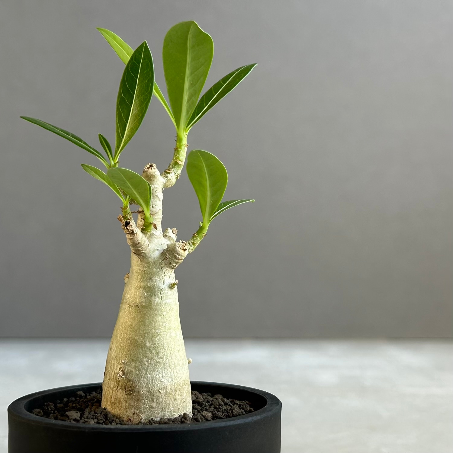 アデニウム アラビカム｜タイの育種家セレクトのコンパクトな塊根植物