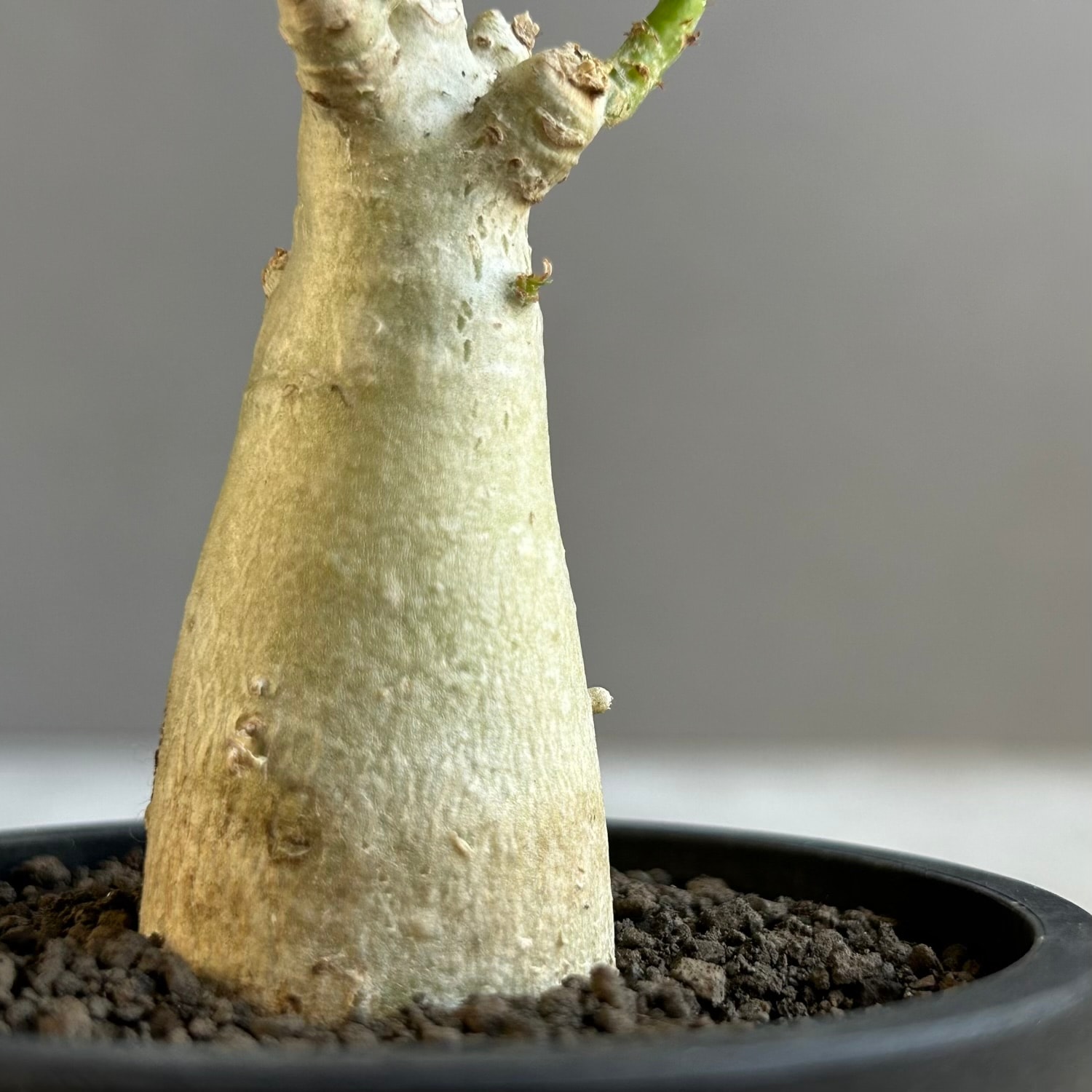アデニウム アラビカム｜タイの育種家セレクトのコンパクトな塊根植物