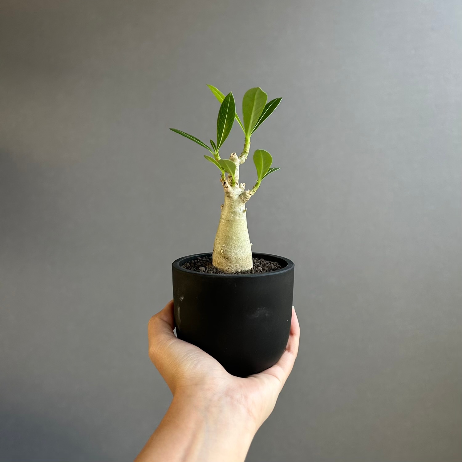 アデニウム アラビカム｜タイの育種家セレクトのコンパクトな塊根植物