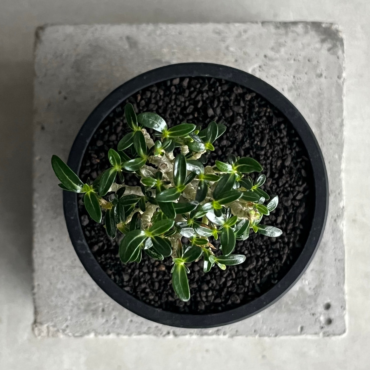 アデニウム オベスム スーパードワーフ Adenium obesum｜砂漠のバラ