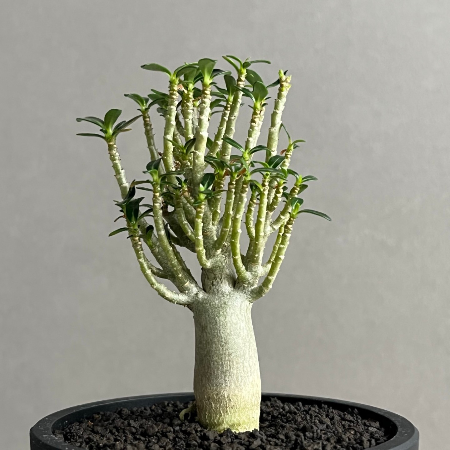 アデニウム オベスム スーパードワーフ Adenium obesum｜砂漠のバラ
