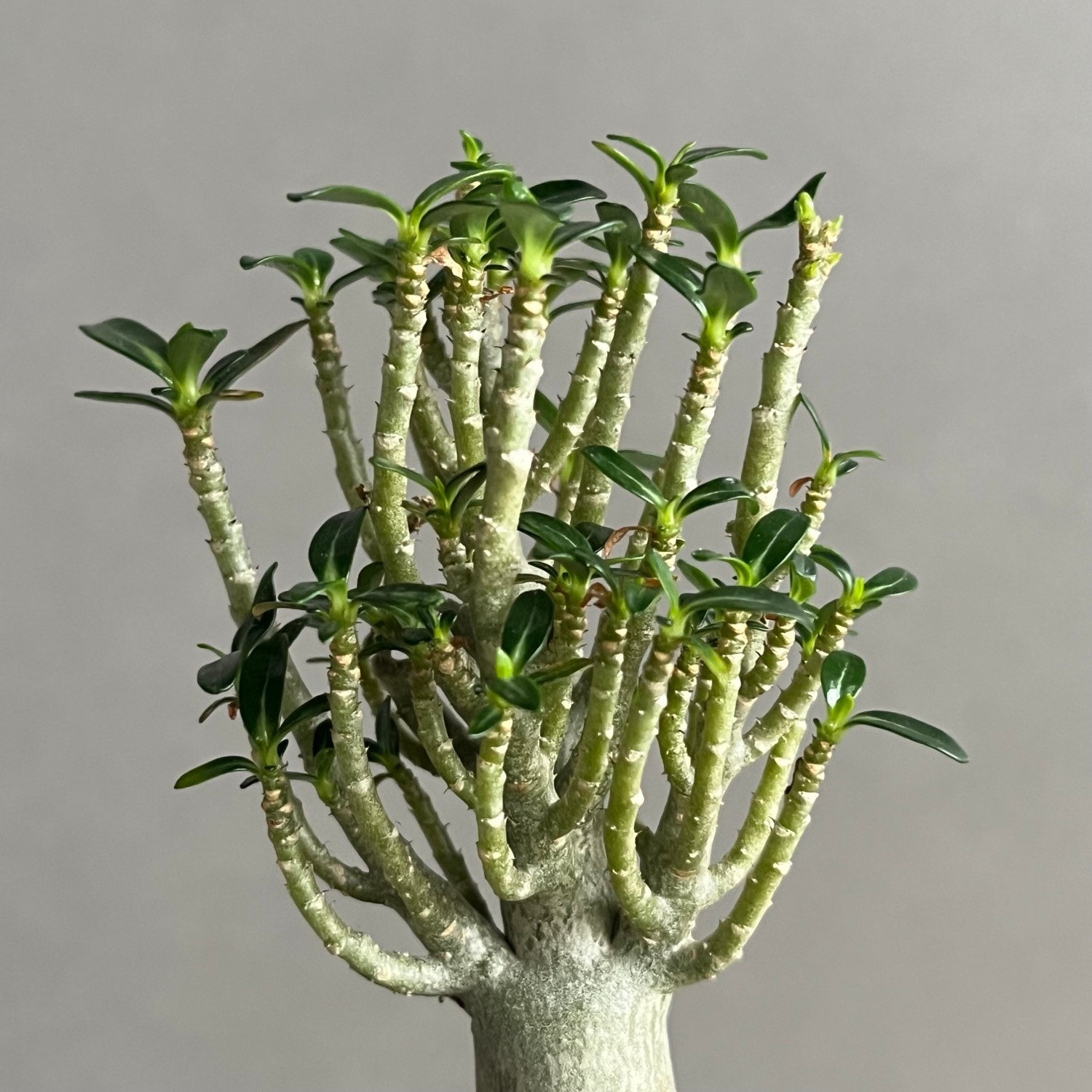 アデニウム オベスム スーパードワーフ Adenium obesum｜砂漠のバラ