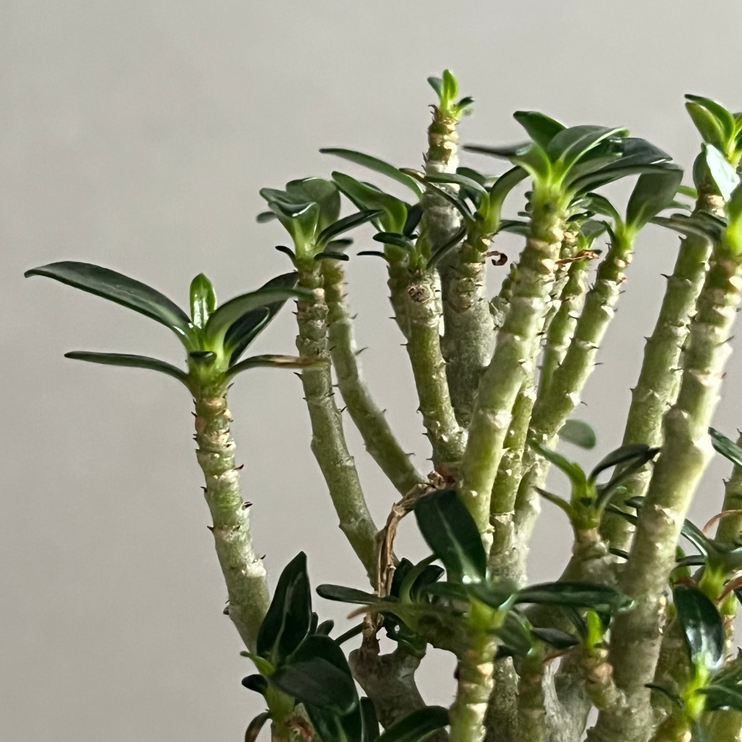 アデニウム オベスム スーパードワーフ Adenium obesum｜砂漠のバラ
