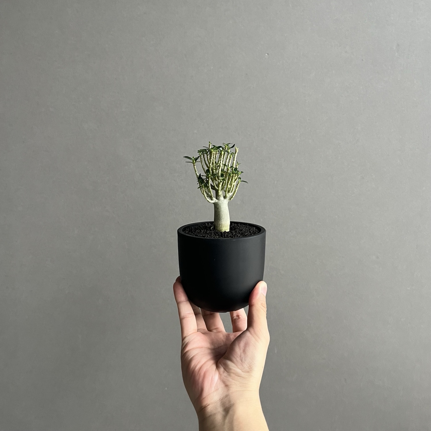 アデニウム オベスム スーパードワーフ Adenium obesum｜砂漠のバラ