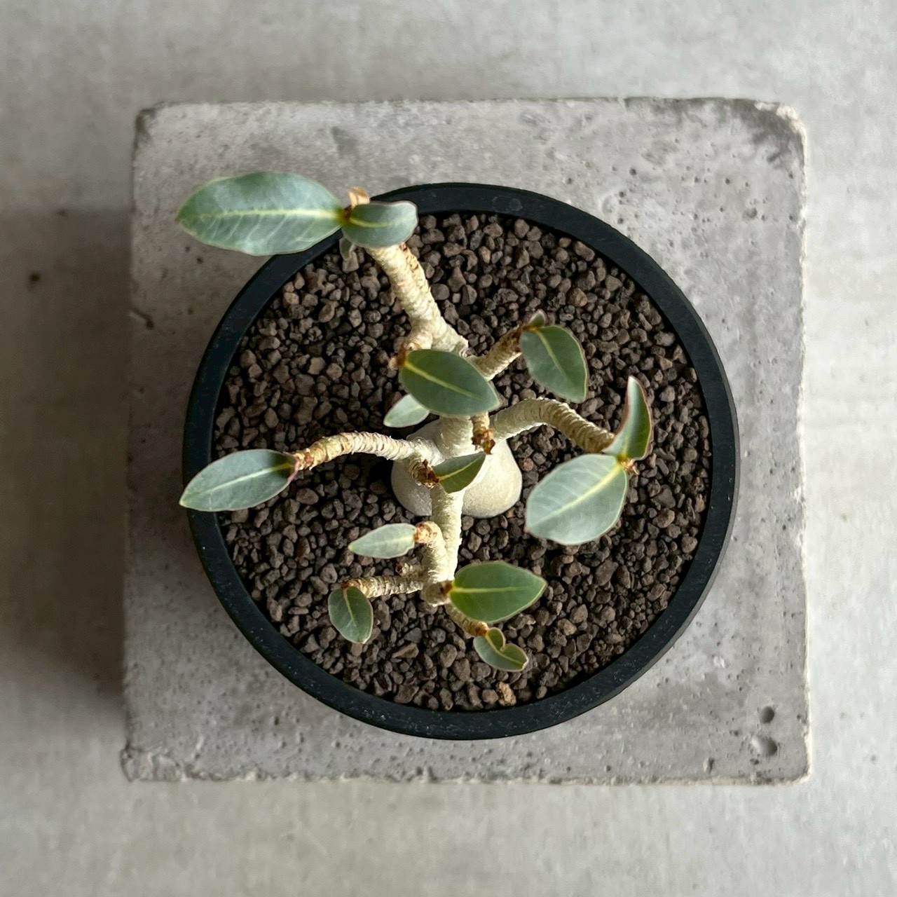 アデニウム アラビカム｜コンパクトで美しい樹形の塊根植物｜SHOUCHIKU-EN