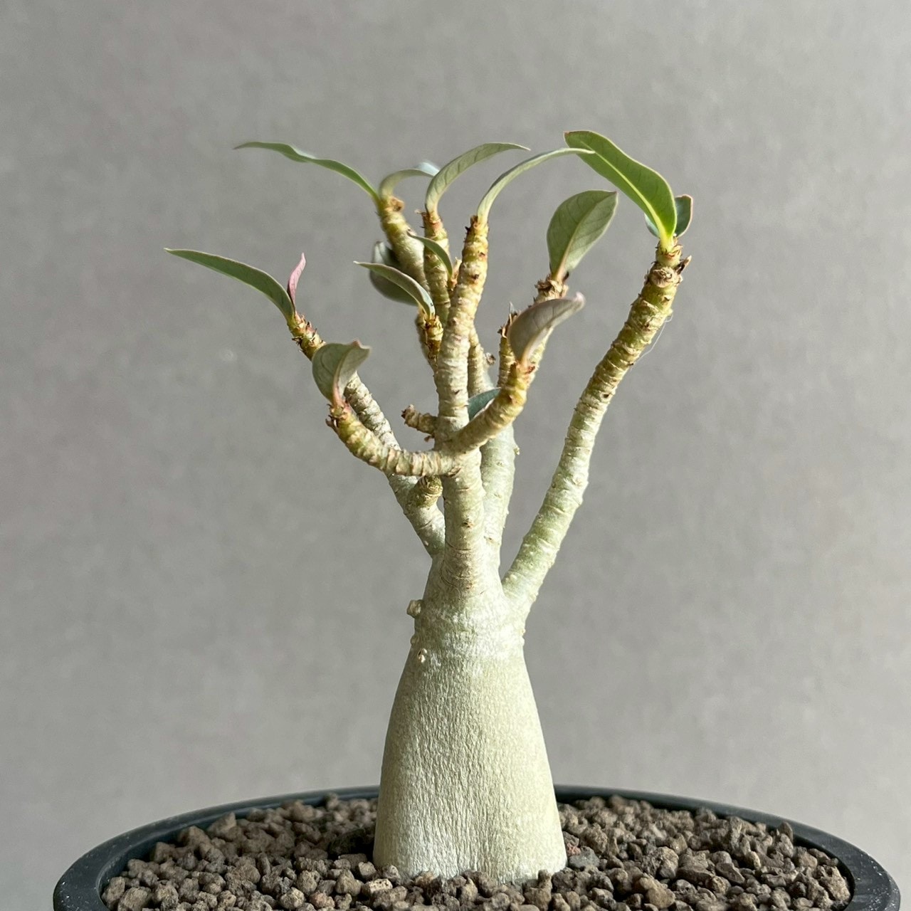 アデニウム アラビカム｜コンパクトで美しい樹形の塊根植物｜SHOUCHIKU-EN