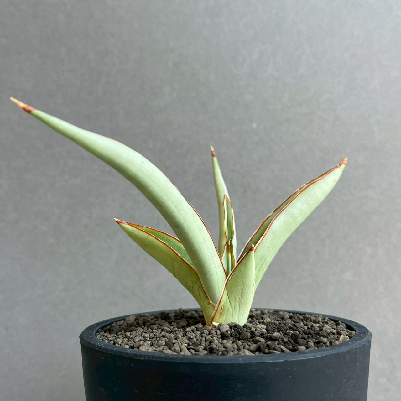 サンセベリア チャオプラヤ by Unyamanee Garden Sansevieria Chao