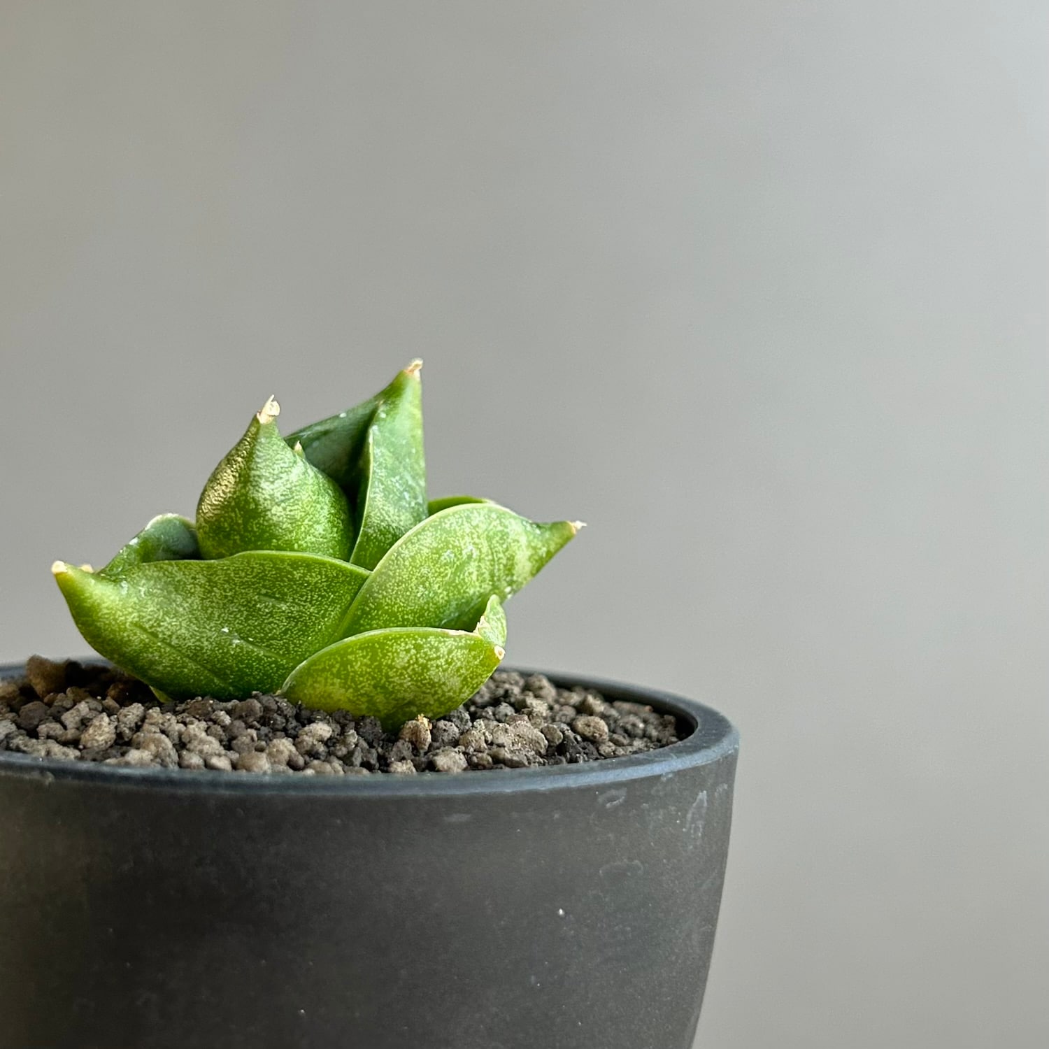 サンスベリア Sansevieria Pathumma A サンセベリア ドワーフ アンヤマニー ハイブリッド SP04｜Unyamanee