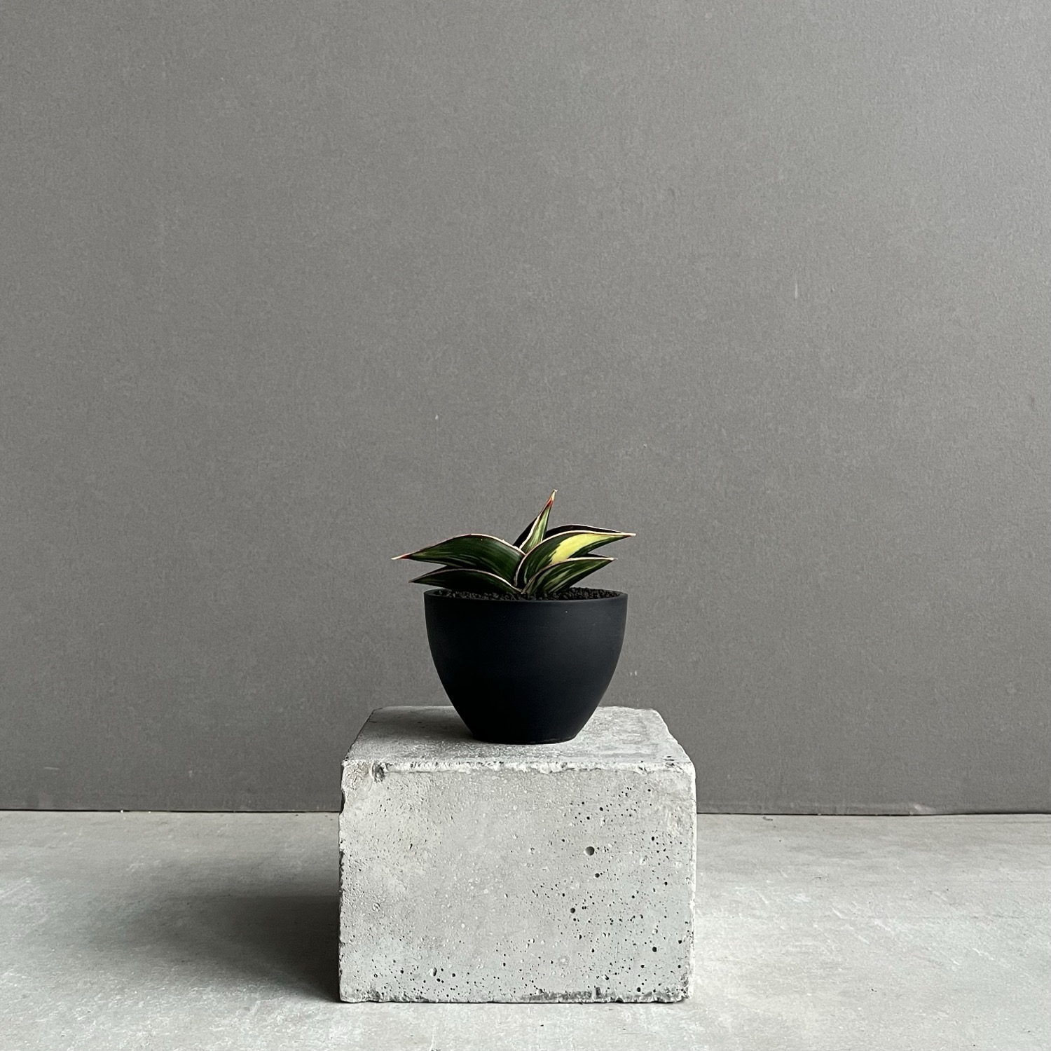サンセベリア ロリダ 斑入 Sansevieria rorida Variegated｜キングオブ