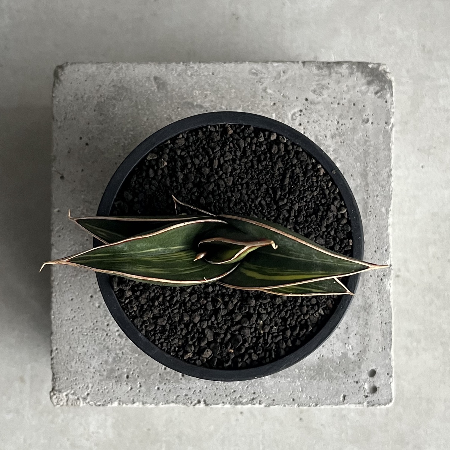 サンセベリア ロリダ 斑入 Sansevieria rorida Variegated｜キングオブ