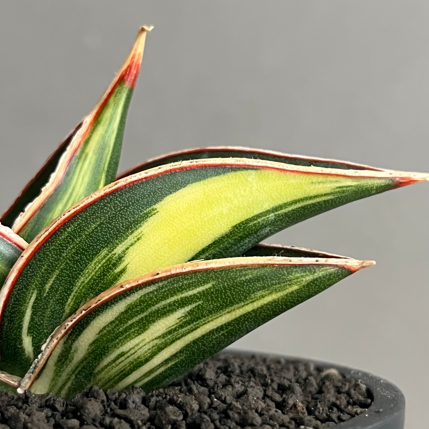 サンセベリア ロリダ 斑入 Sansevieria rorida Variegated｜キングオブ
