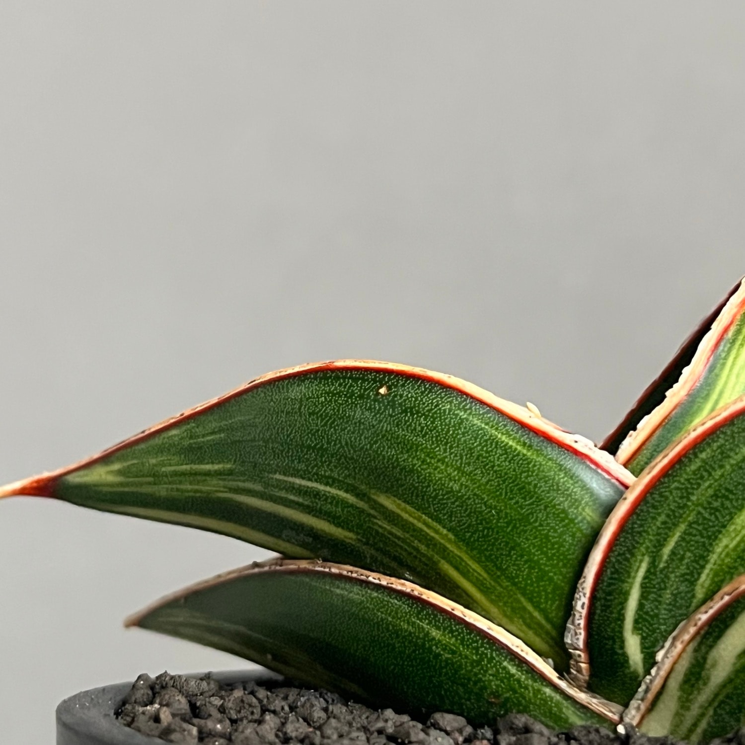 M*O様 ＊Sansevieria Rorida＊サンスベリアロリダ＊斑入り＊ 【公式通販】