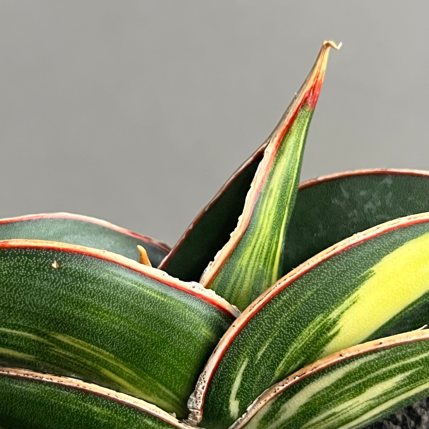 サンセベリア ロリダ 斑入 Sansevieria rorida Variegated｜キングオブ