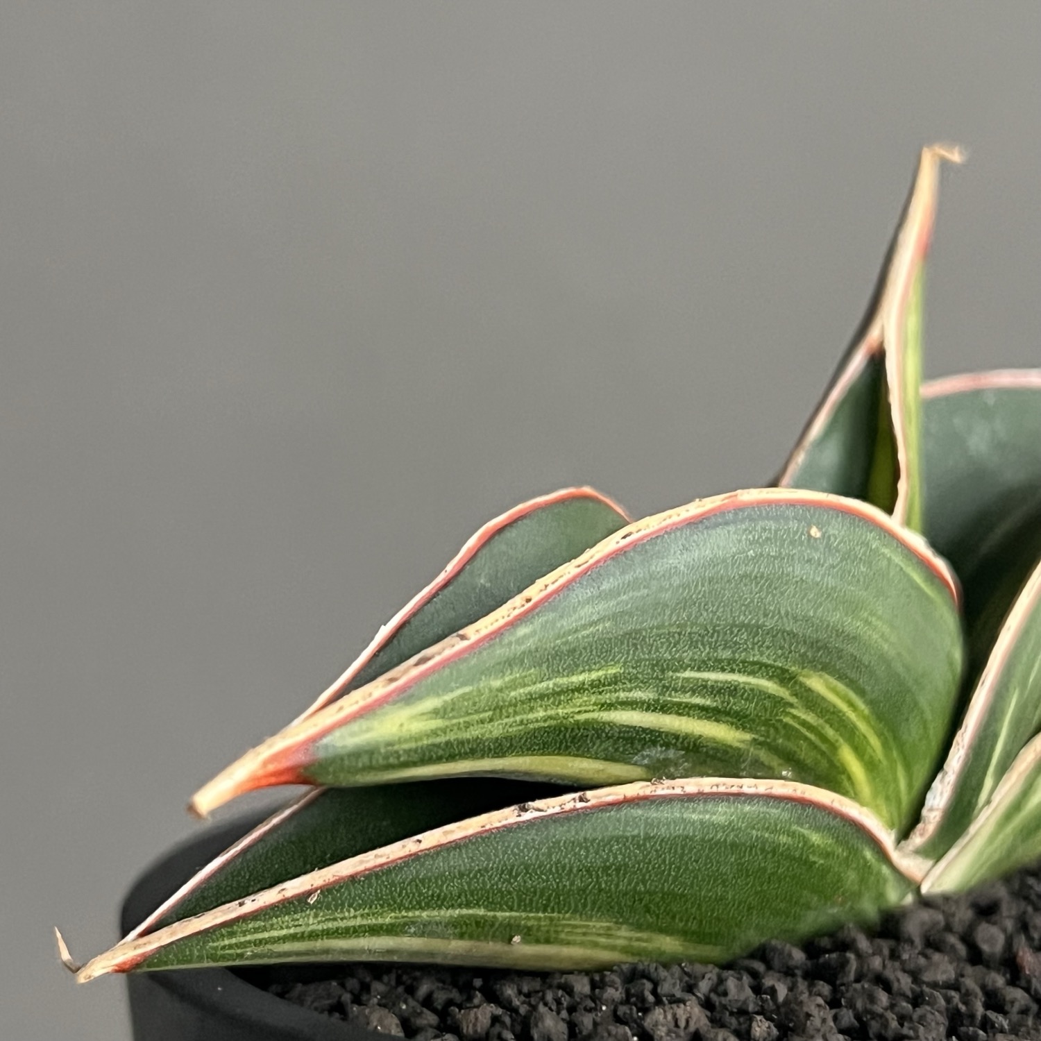 サンセベリア ロリダ 斑入 Sansevieria rorida Variegated｜キングオブ