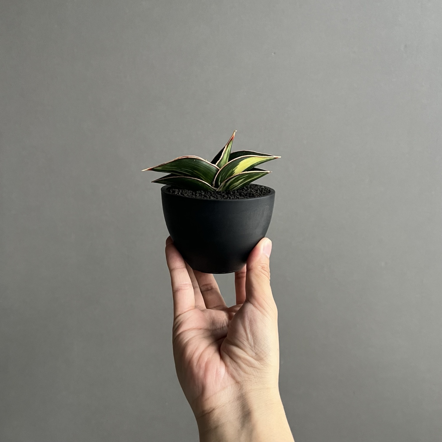 サンセベリア ロリダ 斑入 Sansevieria rorida Variegated｜キングオブ