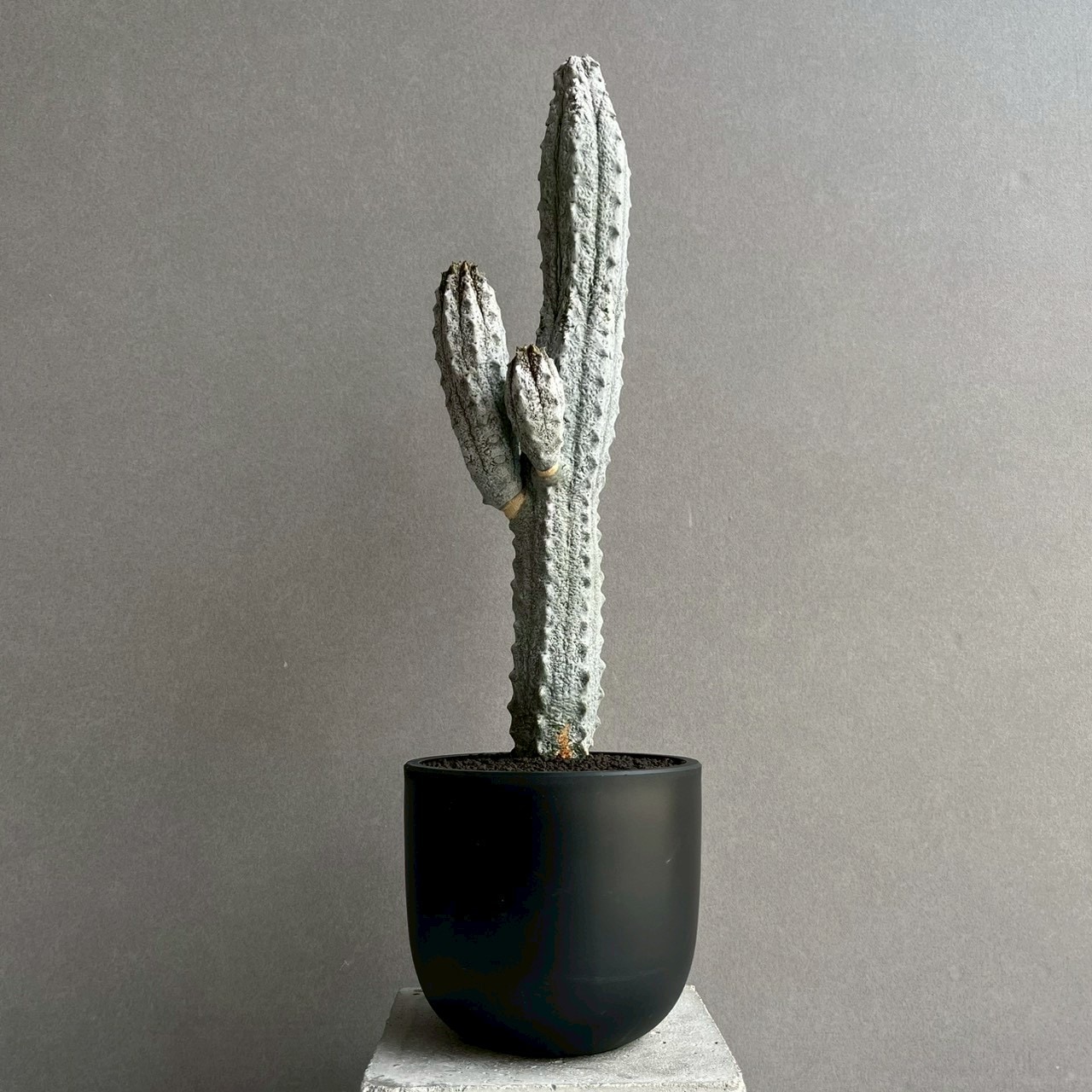 ユーフォルビア アブデルクリ｜Euphorbia abdelkuri 珍奇植物 多肉植物